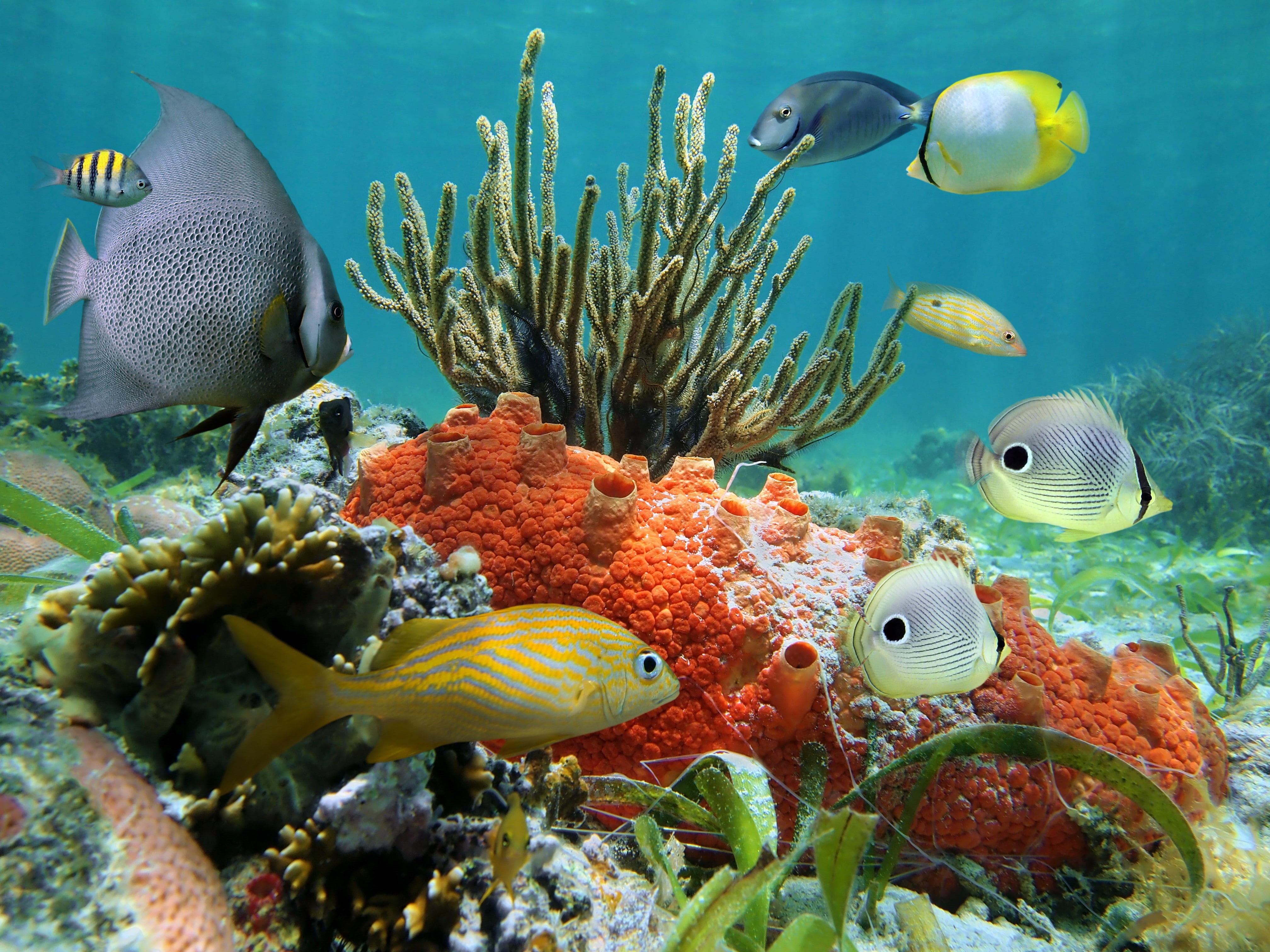underwater world, fishes, coral, coral reef, underwater, Ocean, 4K, reef, tropical, Rybka, HD Wallpaper
