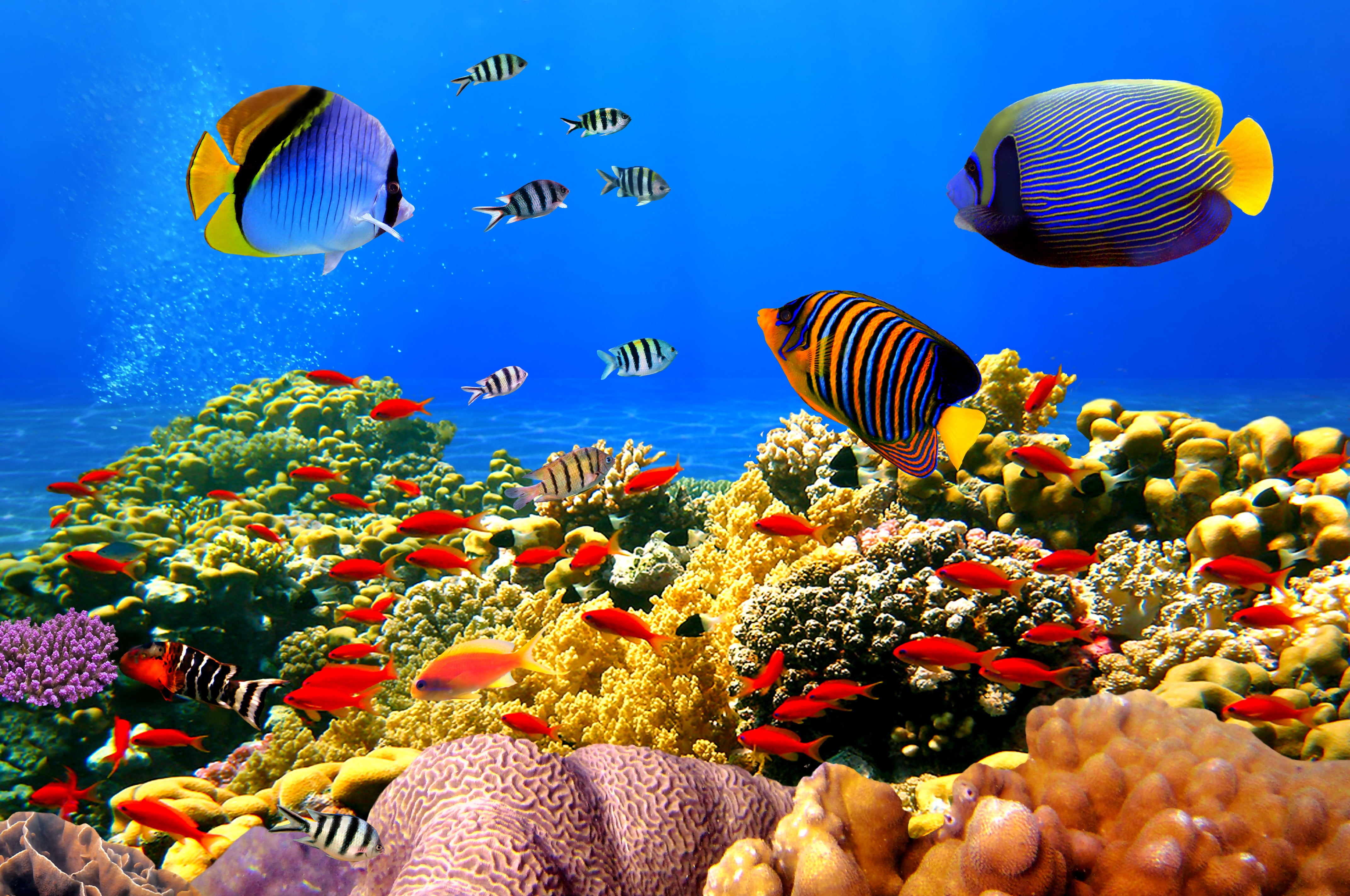 fishes, reef, undersea, multi Colored, blue, animals in the wild, deep, fish, underwater, animal, beauty in nature, nature, animal themes, sea Life, invertebrate, HD Wallpaper