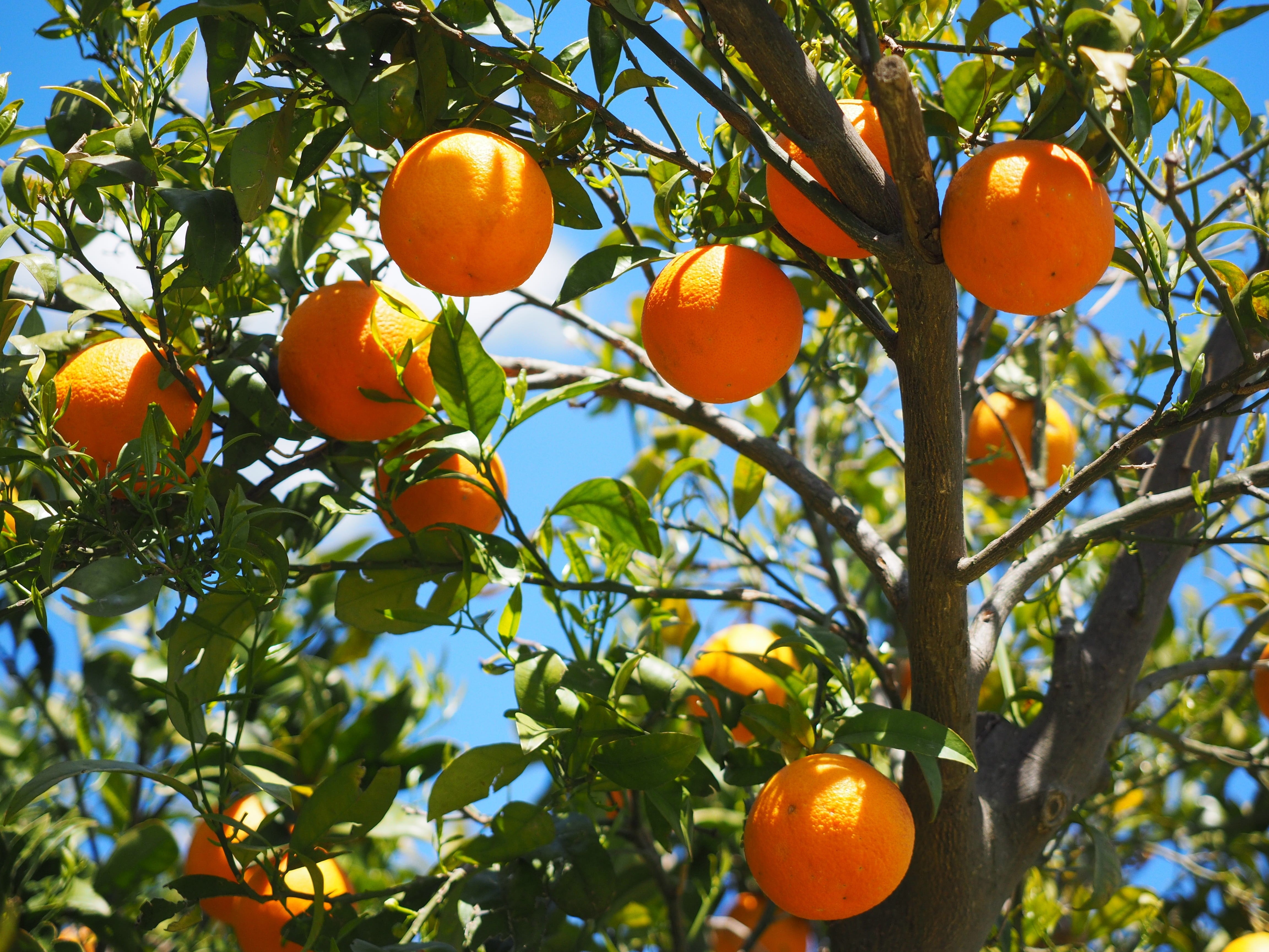 citrus fruit, rutaceae, summer, plant part, oranges, nature, foliage, leaf, orange tree, citrus, diamond green, nutrition, low angle view, citrus tree, HD Wallpaper