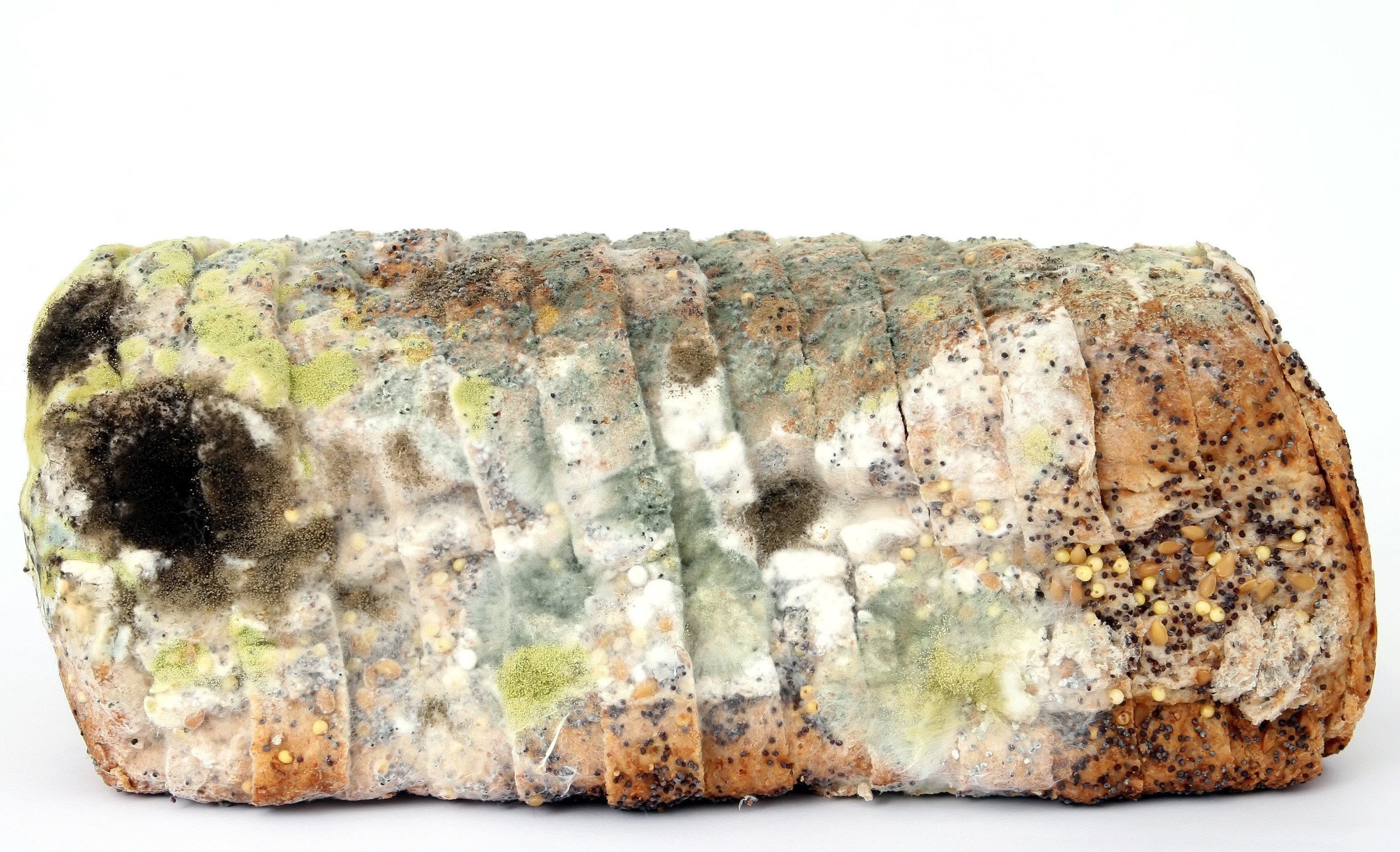 fresh, nature, pattern, infection, bacteria, studio shot, unhealthy, hospital, white, indoors, no people, mold, stone - object, unsanitary, isolated, penicillin, HD Wallpaper