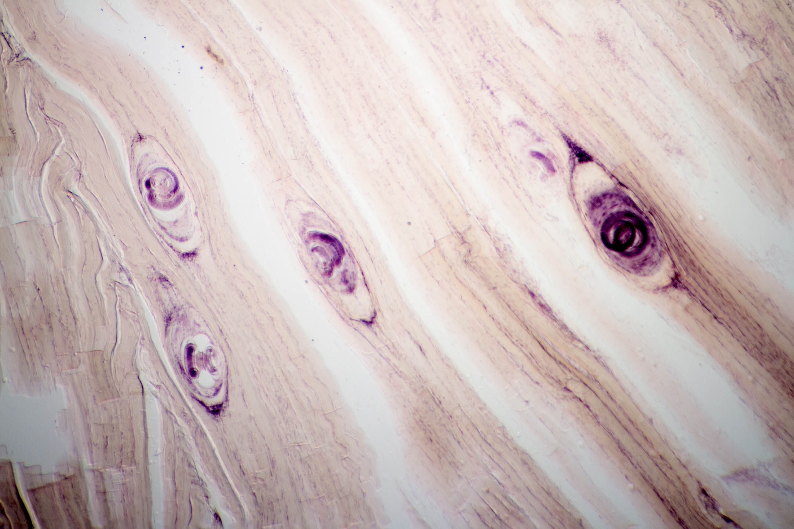 veterinary, human, muscle, healthy, history, medicine, pork, photomicrograph, education, backgrounds, cycle, zoology, abstract, food, pig, no people, life, HD Wallpaper