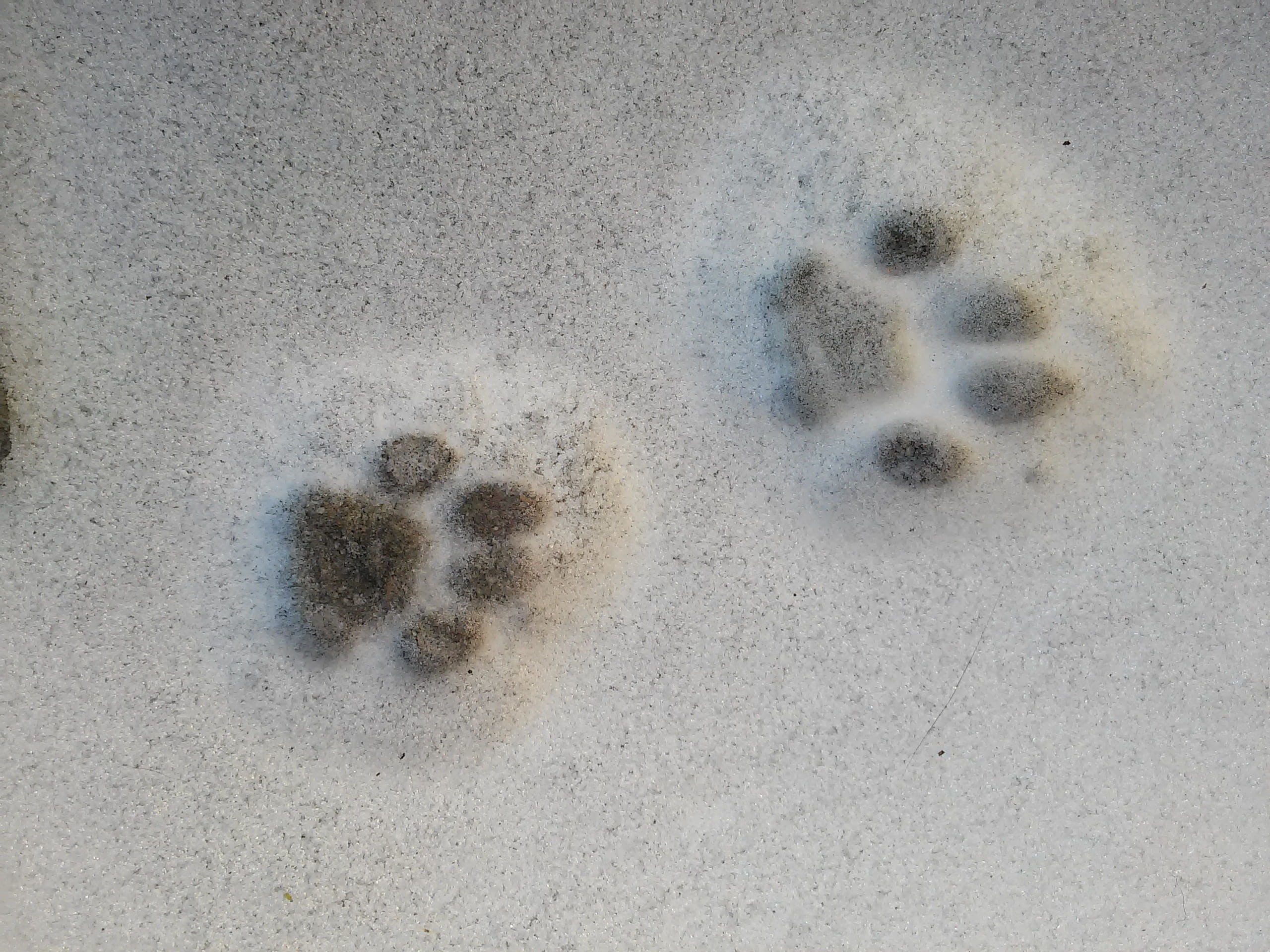 beach, day, virus, close-up, animal, microbiology, Cat, full frame, Paw Prints, track - imprint, laboratory, directly above, Trace, parasitic, illness, HD Wallpaper