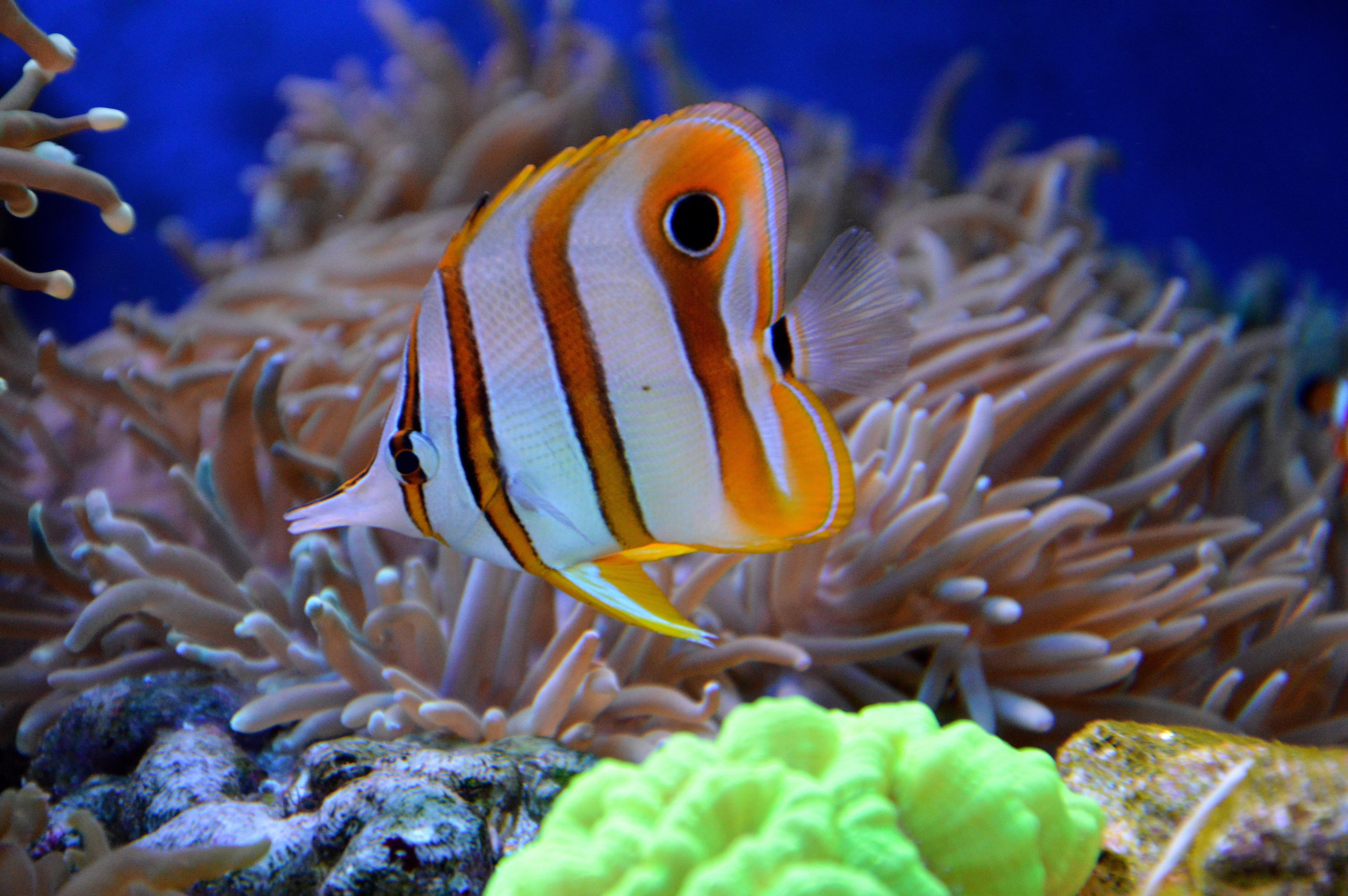 nature, under-water, blue, vertebrate, wildlife, 5K, animal themes, one animal, underwater, tropical Climate, white, coral, animals, animal, aquarium, HD Wallpaper