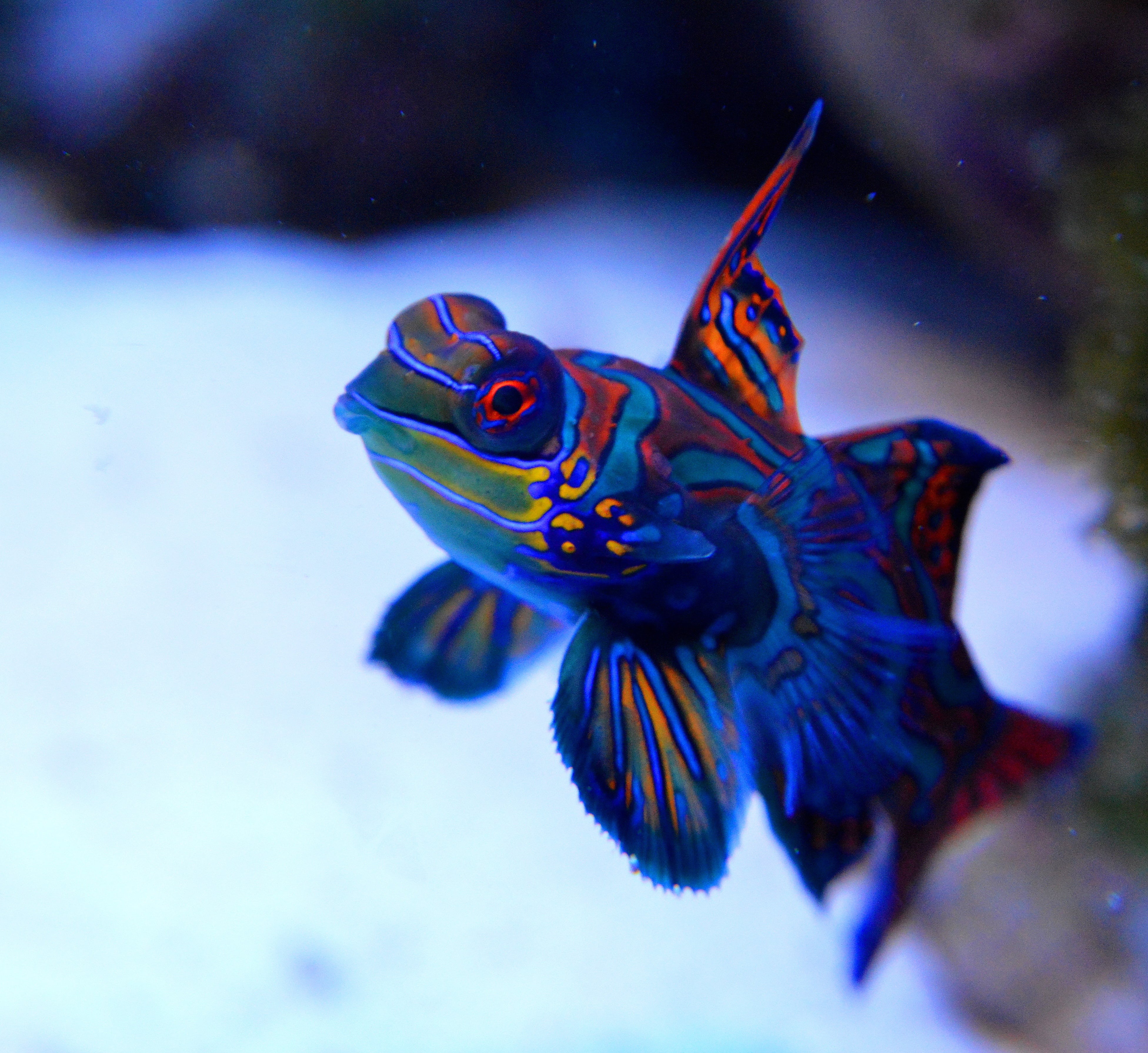 mandarin, animals in the wild, saltwater aquarium, reef, red, sea life, blue, animal, one animal, the red sea, under-water, fish, animal themes, close-up, HD Wallpaper