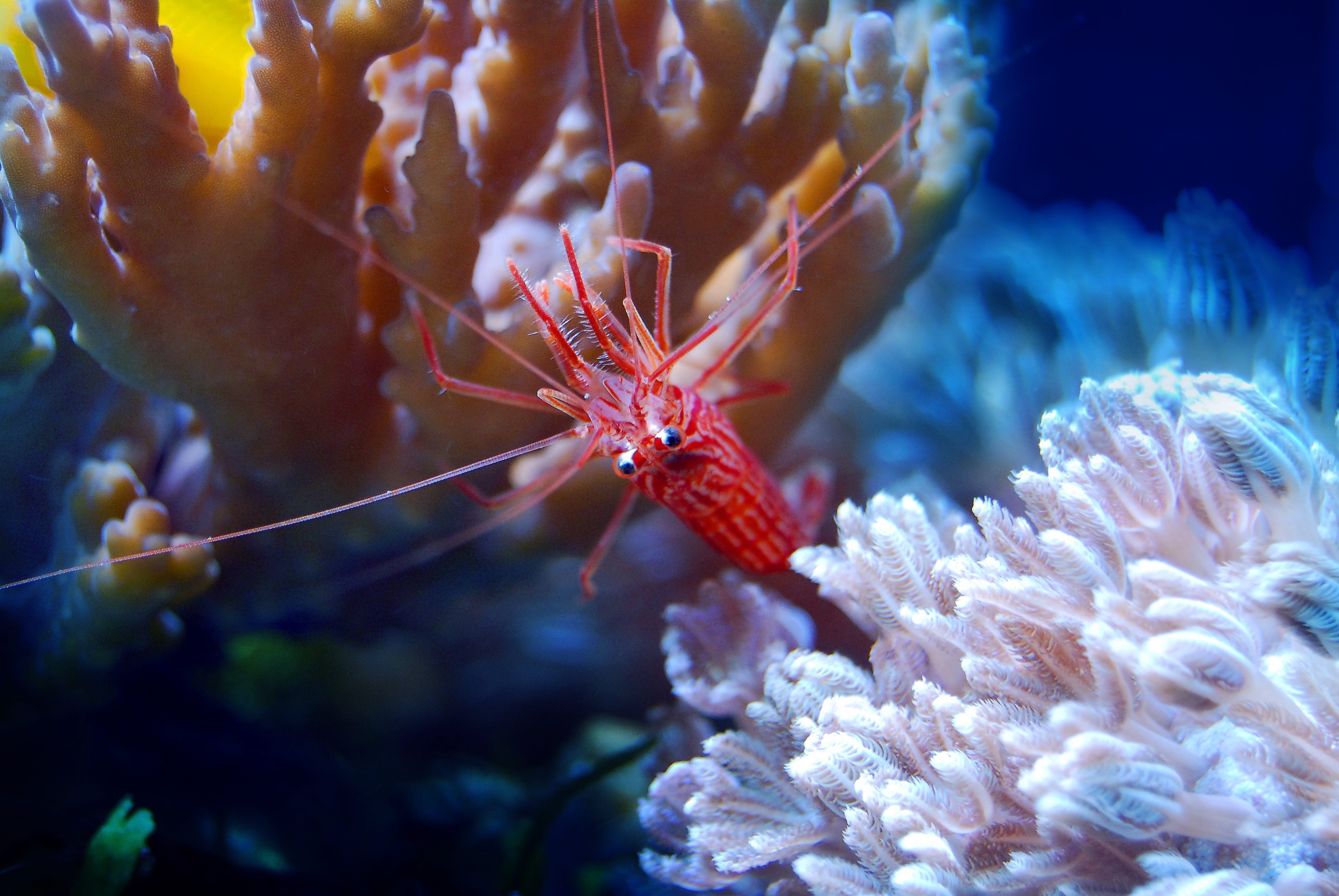 no people, micro, undersea, ecosystem, beauty in nature, coral, fish, reef, sea, animal wildlife, sea life, water, red, one animal, animals in the wild, HD Wallpaper
