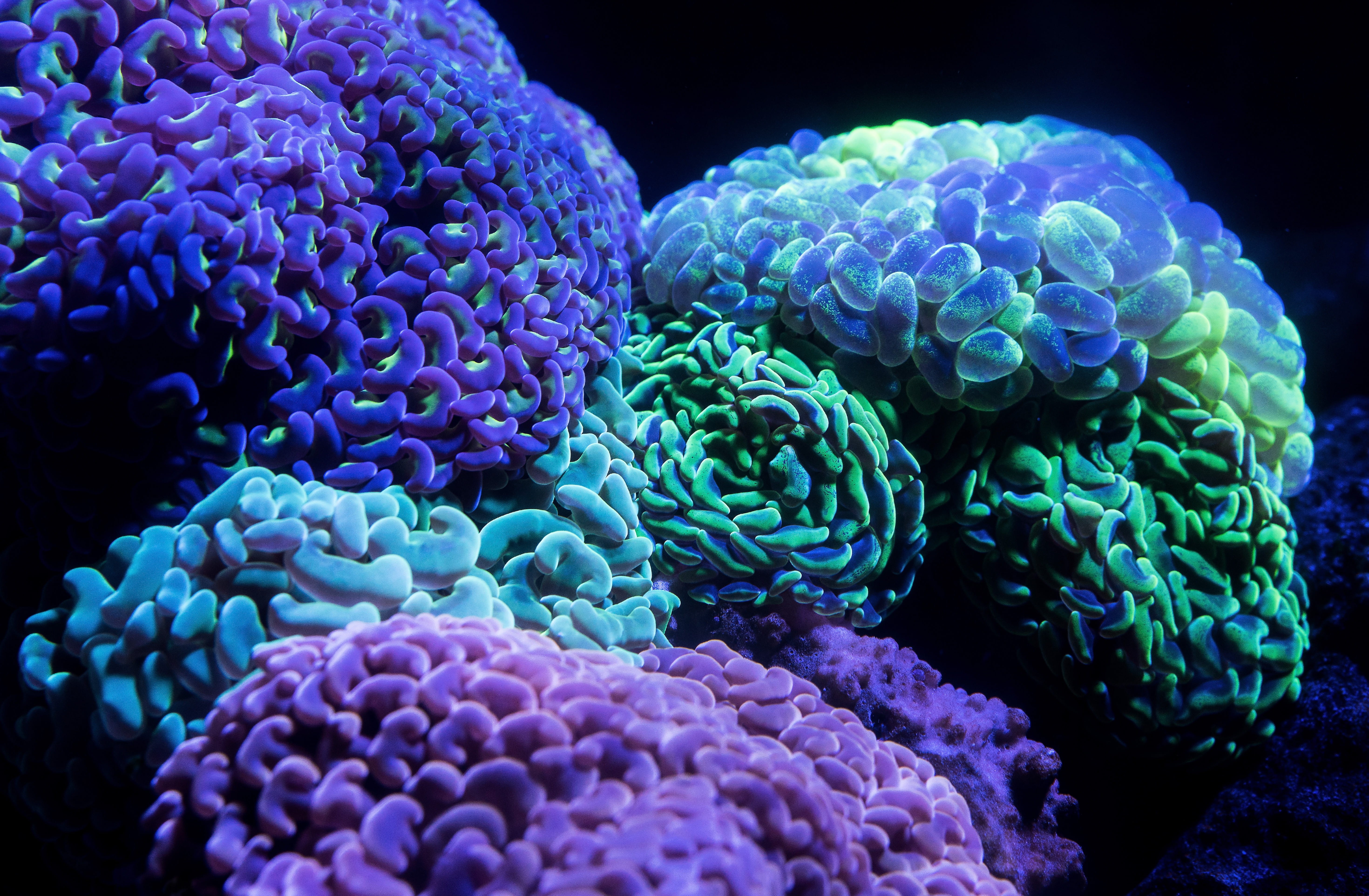 invertebrate, underwater, science, reefs, animal wildlife, undersea, purple, biology, magnification, marine, ecosystem, closeup, sea life, healthcare and medicine, HD Wallpaper