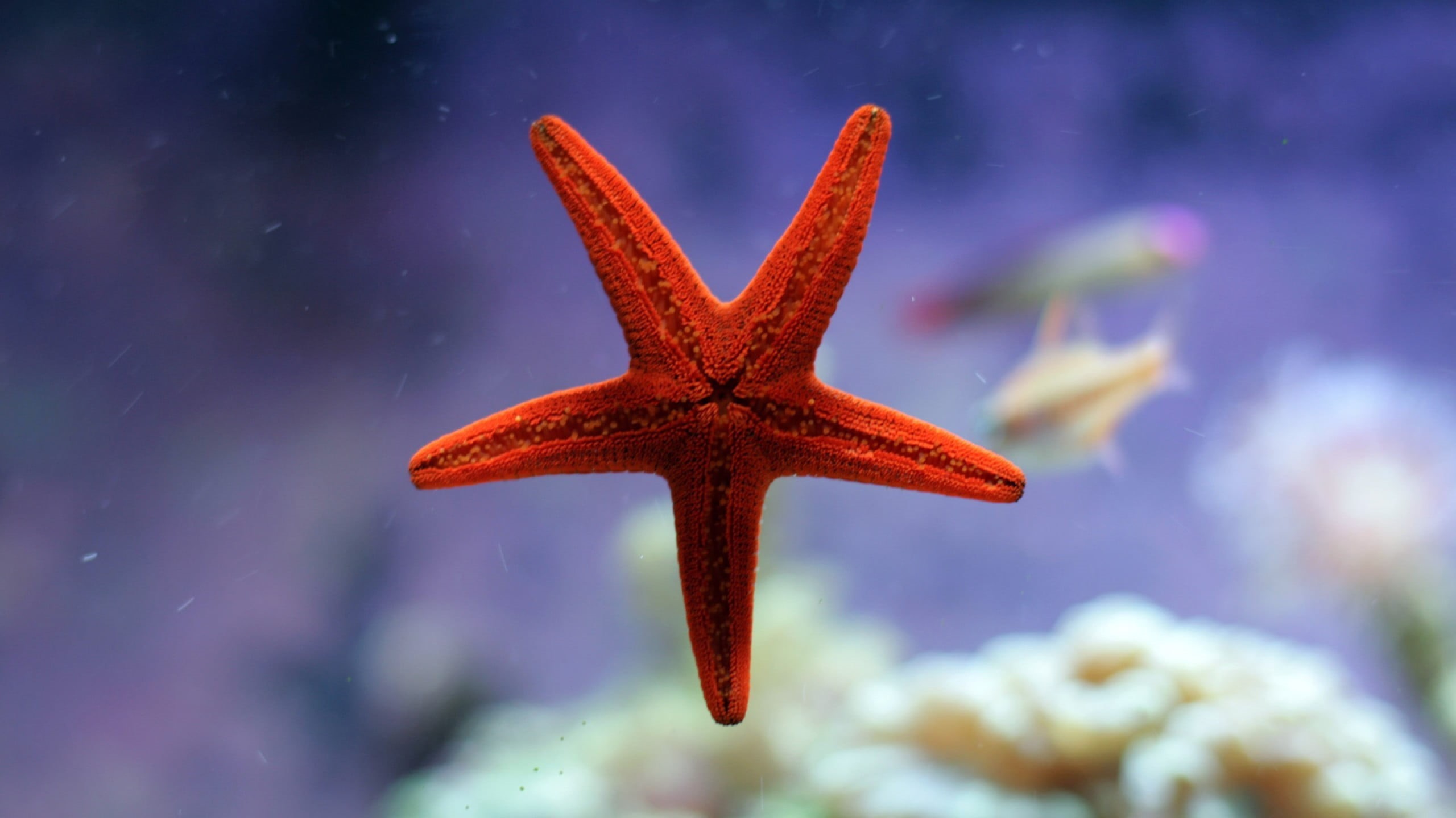 underwater, animals in the wild, beauty in nature, marine, aquarium, starfish, depth of field, outdoors, focus on foreground, nature, coral, red, animal, HD Wallpaper
