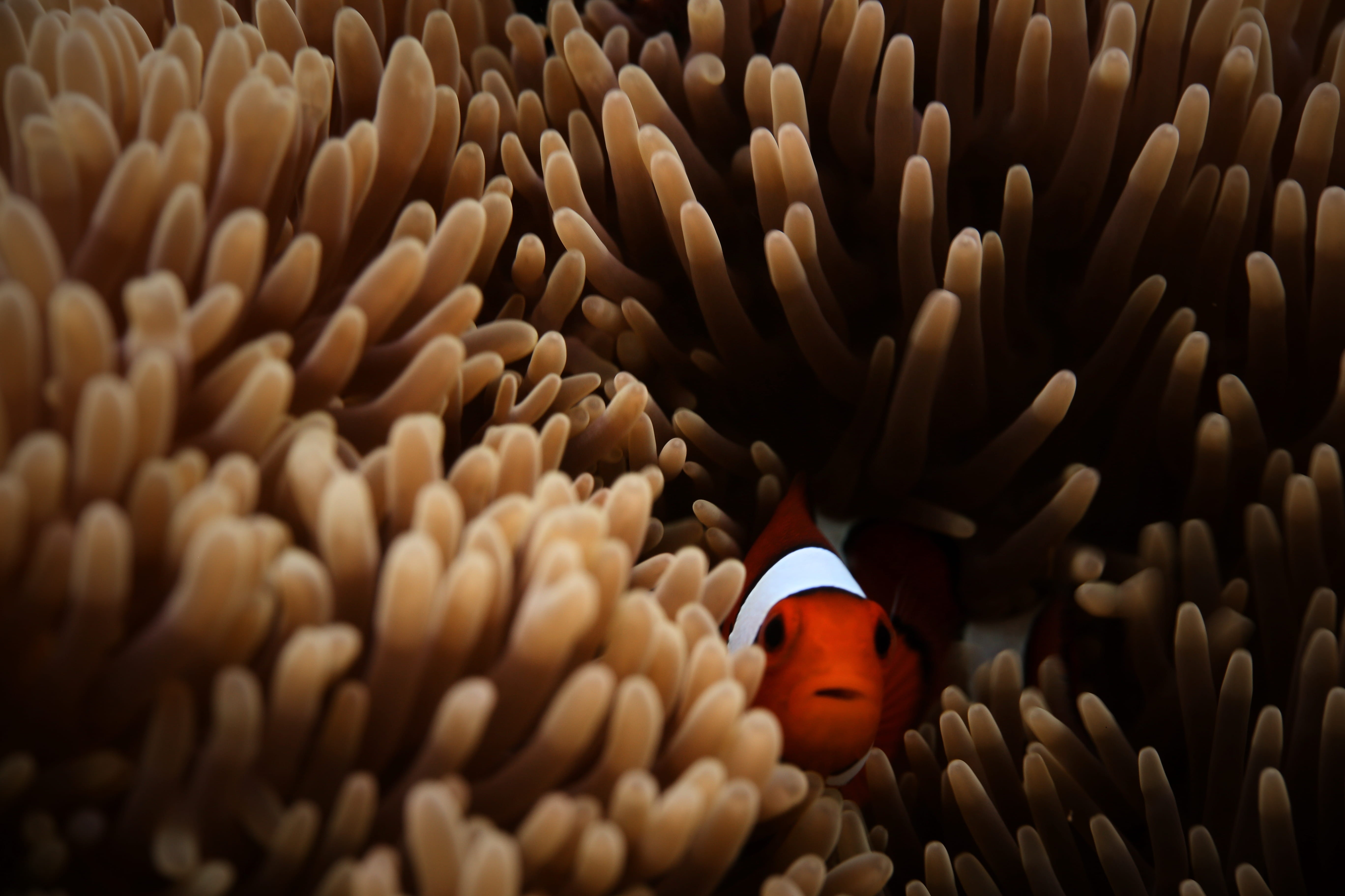 underwater life, underwater, anemonefish, sea, multi Colored, fish, wildlife, sea Anemone, animal, white, clown, clownfish, sea life, skunk Anemone Fish, HD Wallpaper
