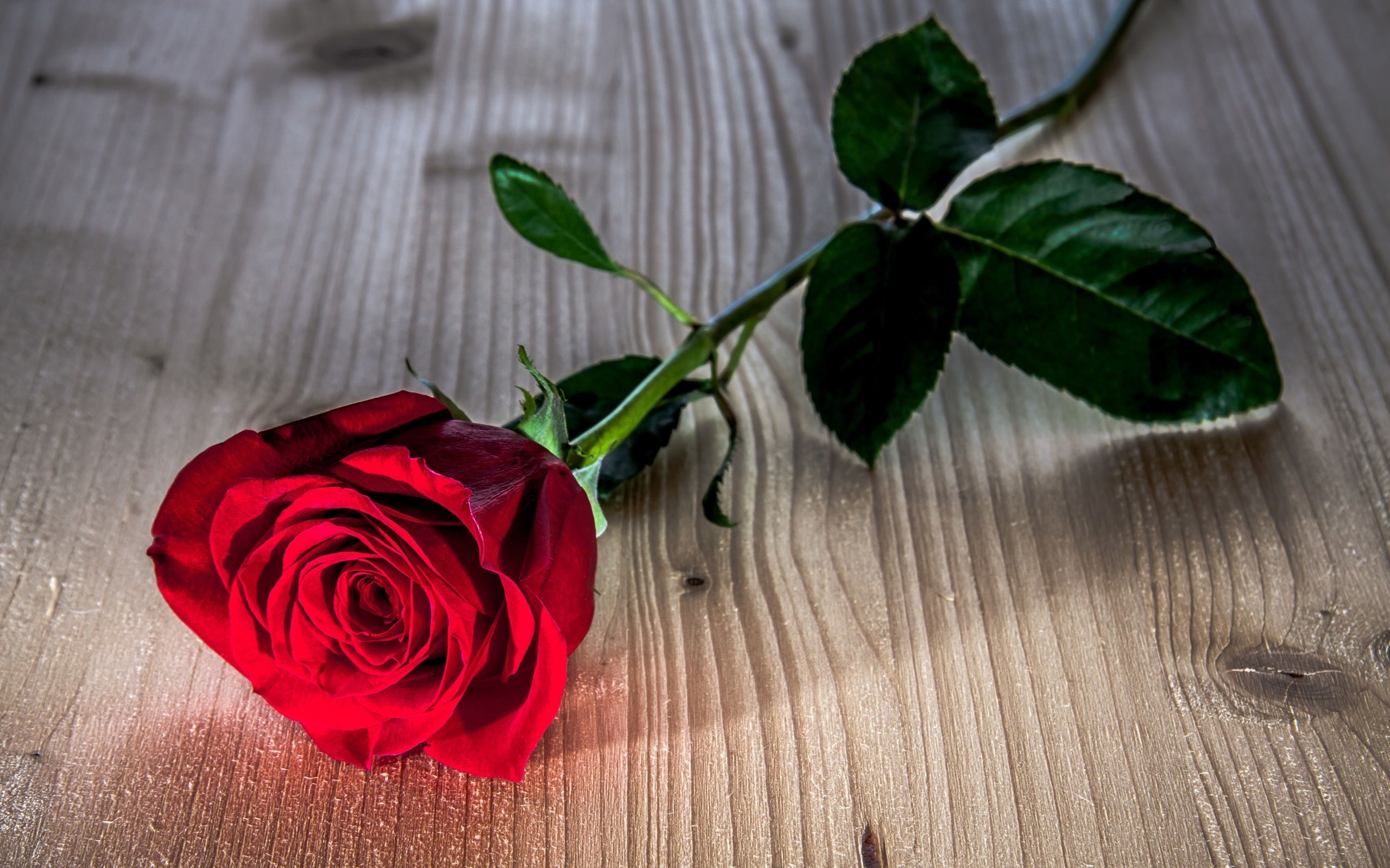Wooden, Red, Flower, 2K, Rose, Table, HD Wallpaper