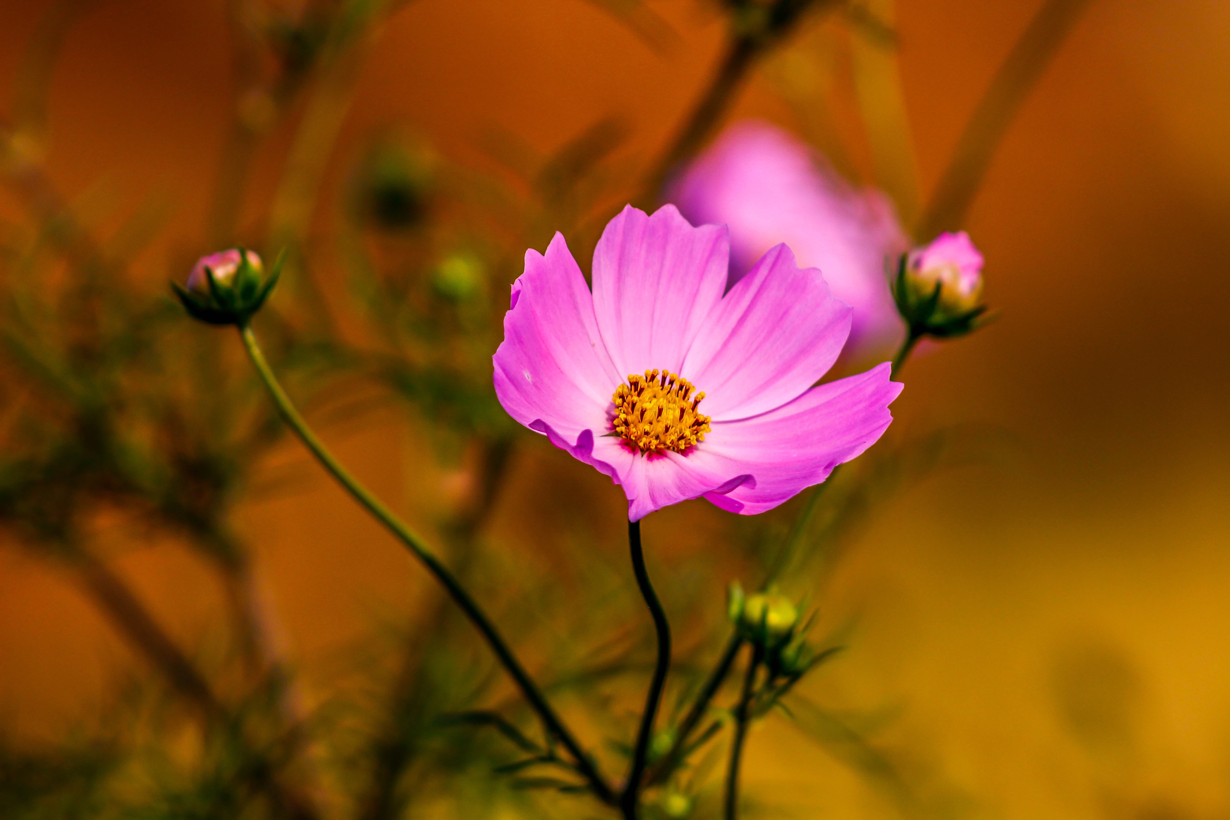 Flower, beauty In Nature, paradi, stalks, home, lens, flowers, photo, HDR, green, outdoors, roses, summer, garden, camera  flash, canon, outdoor, buds, HD Wallpaper