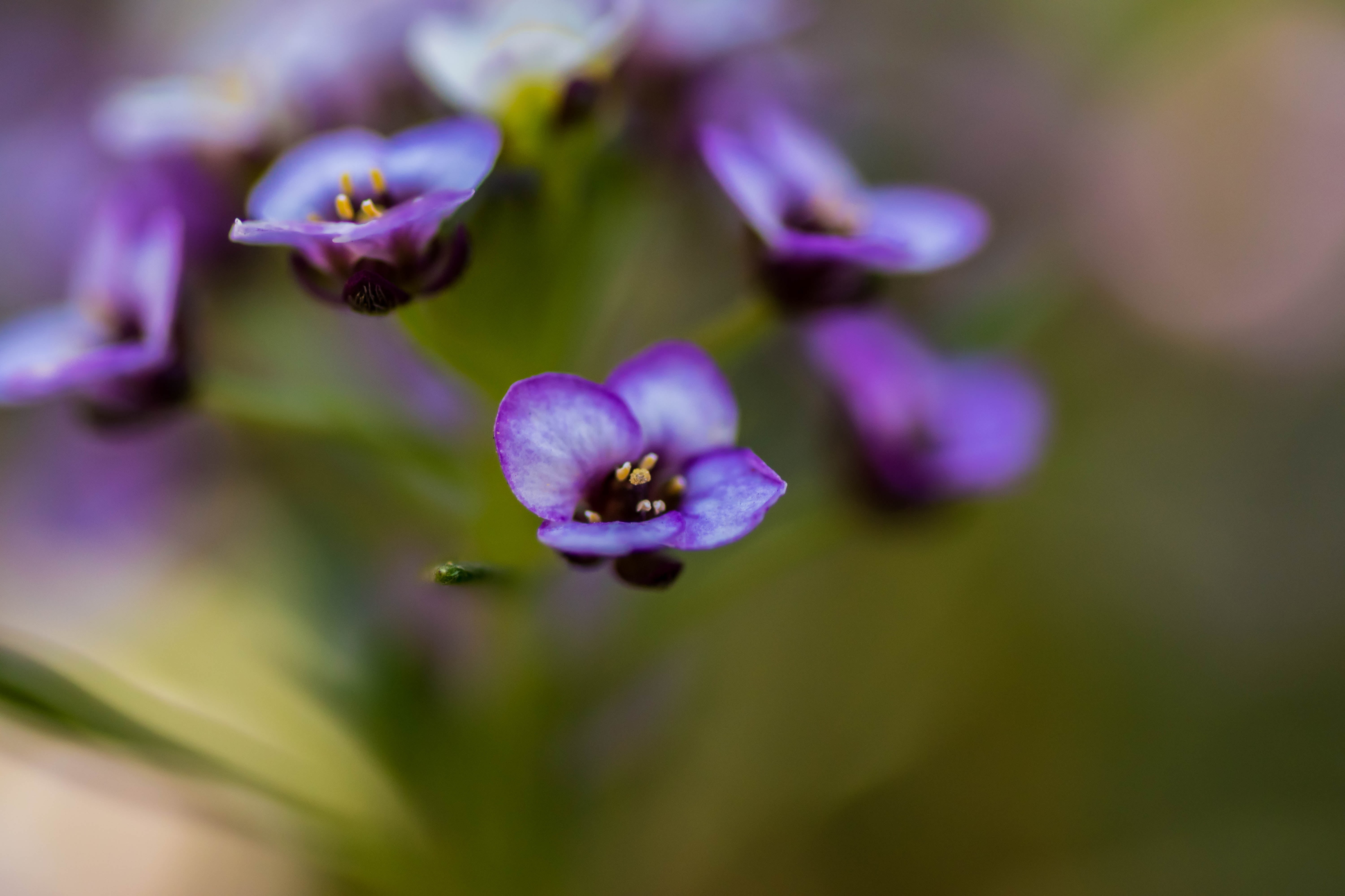 colour, HQ, depth, paradi, colours, blossom  tree, photography, buds, amazing, Coneflower, focus, blossoms, green, outdoor, organic, softbox, bokeh, pattern, HD Wallpaper