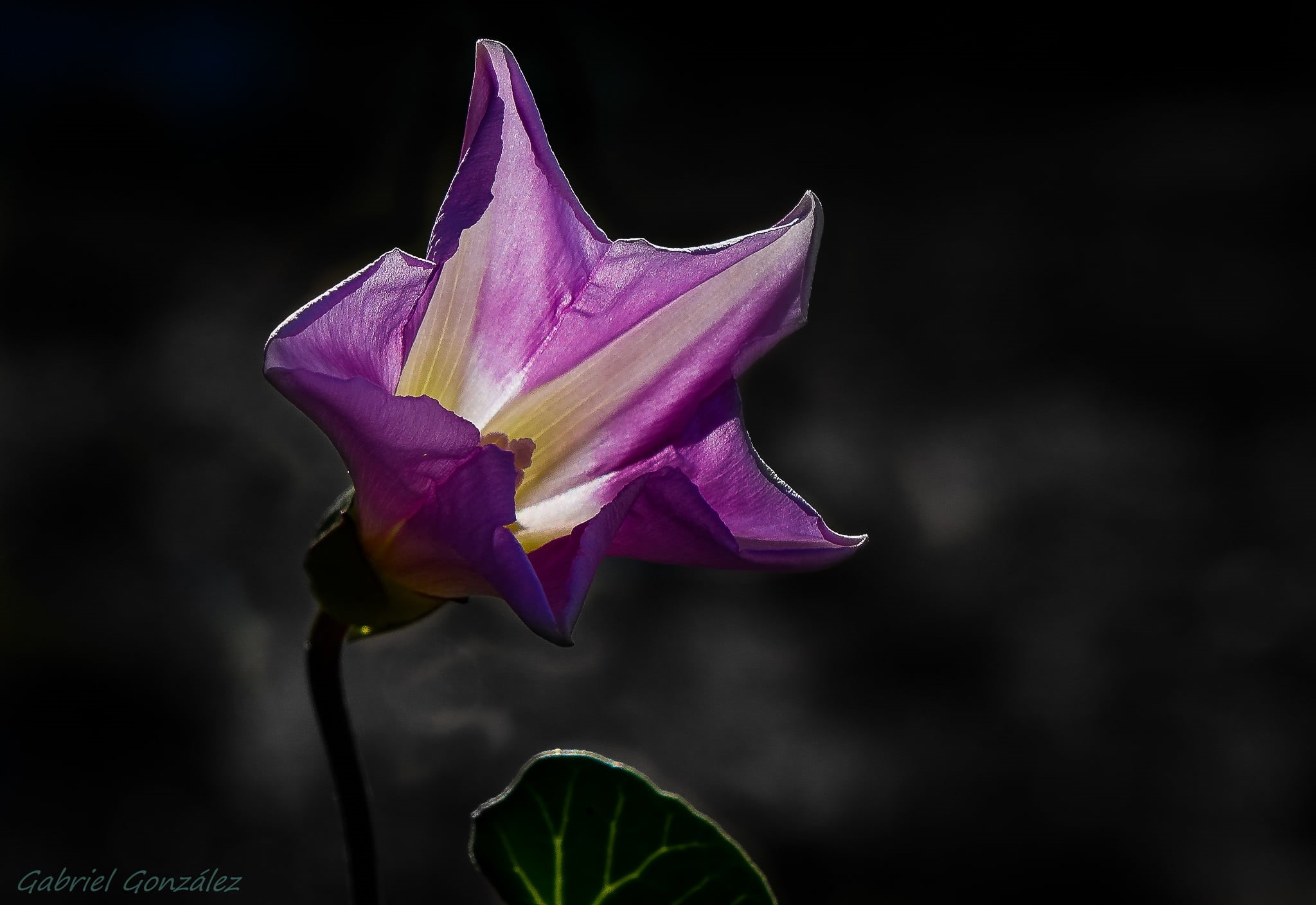 de, Gabriel, nature, flores, photography, Sony, leaf, petal, purple, flower, botany, selective color photography, beauty In Nature, plant, color, Xelo, HD Wallpaper