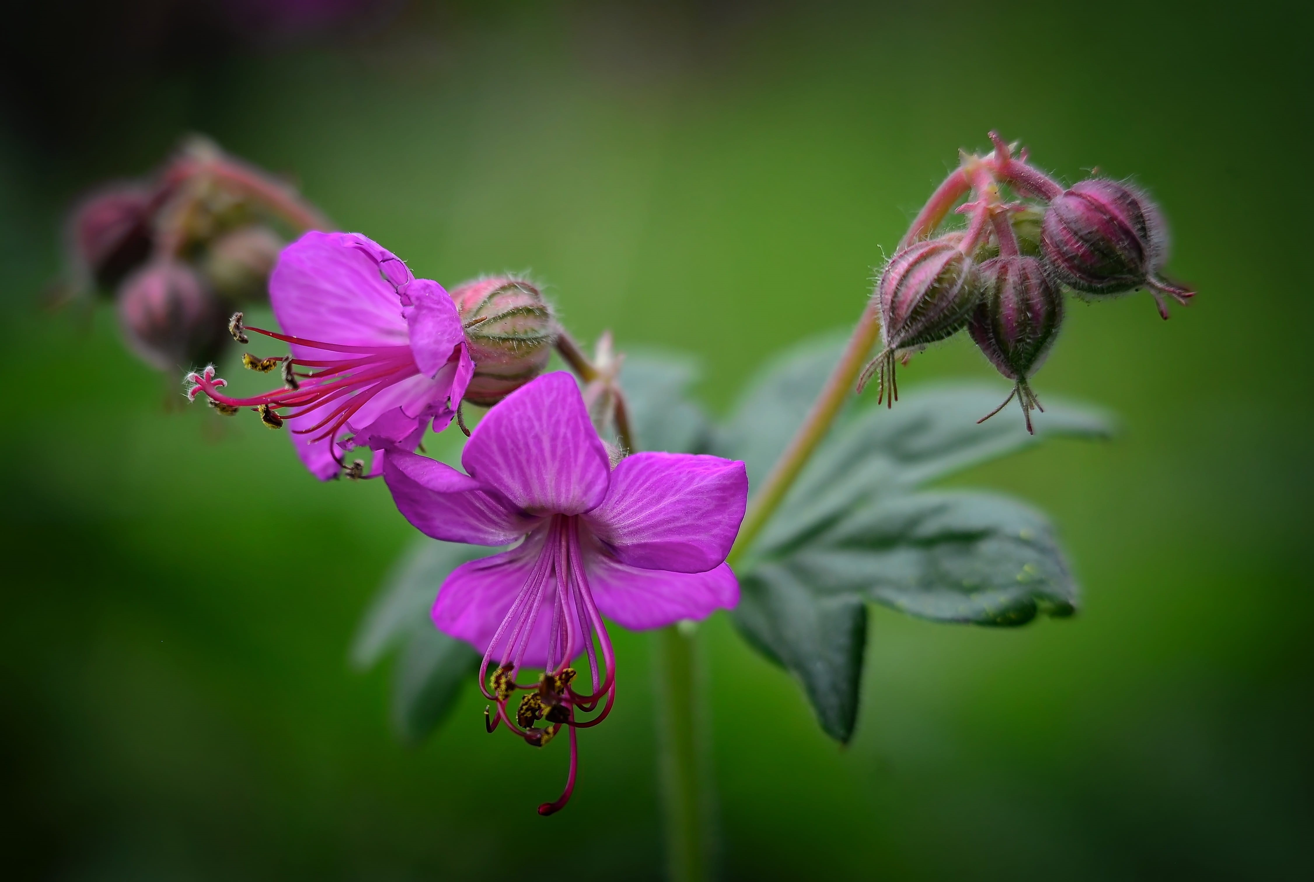 québec, canada, flower, flowering plant, flower Head, macro, garden, Geranium, summer, inflorescence, close-up, petal, freshness, pollen, 4K, no people, HD Wallpaper