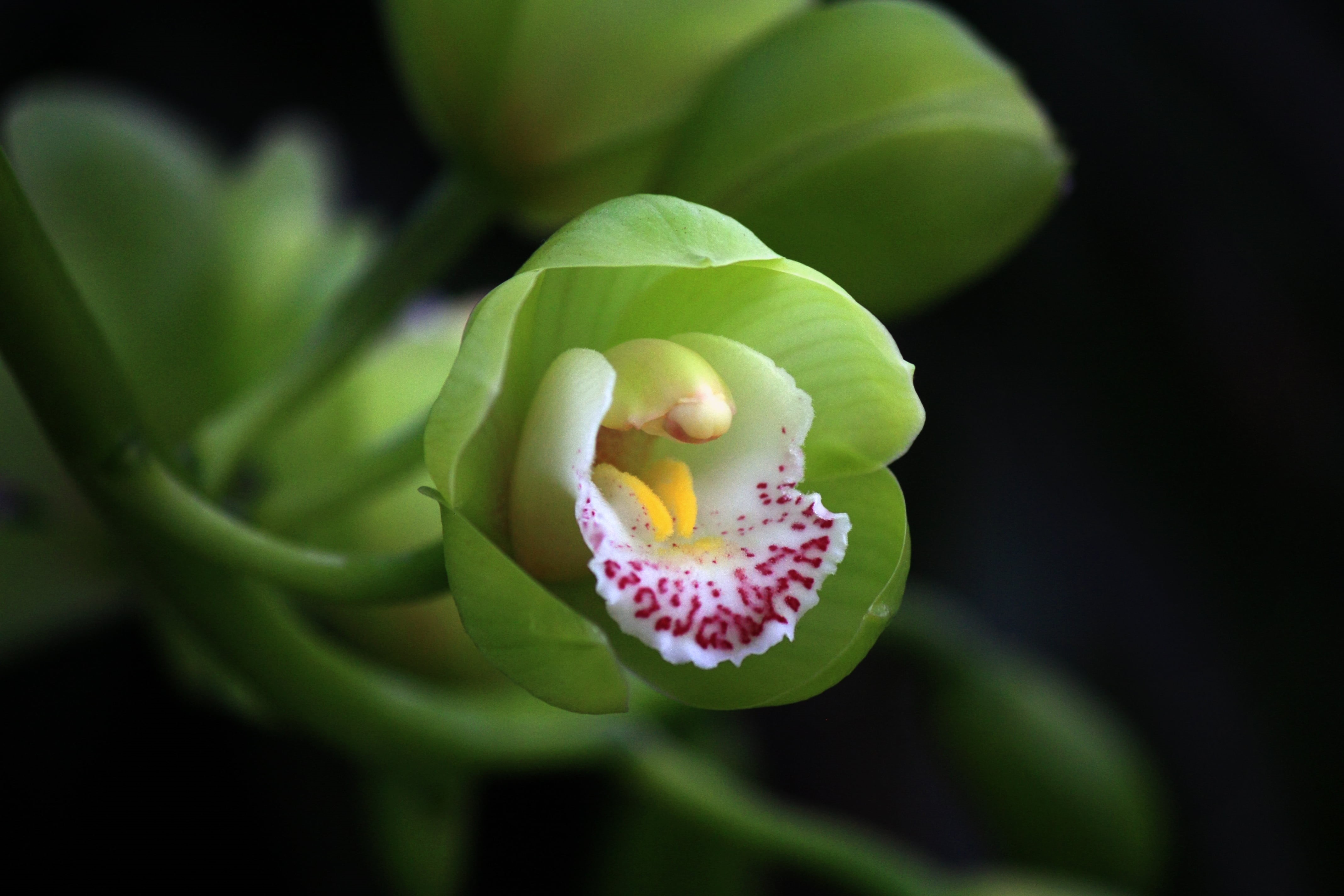 tropical, Close, creative, petals, close-up, 4K, show, Flower, Life, nature, orange, International, light, Pretty, angle, slipper flower, curve, Blossom, HD Wallpaper