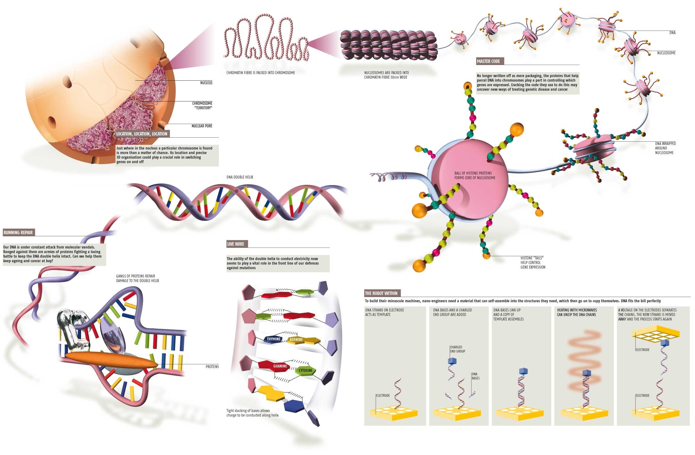 genetic, structure, 1080P, dna, abstraction, 3 d, pattern, molecule, psychedelic, HD Wallpaper