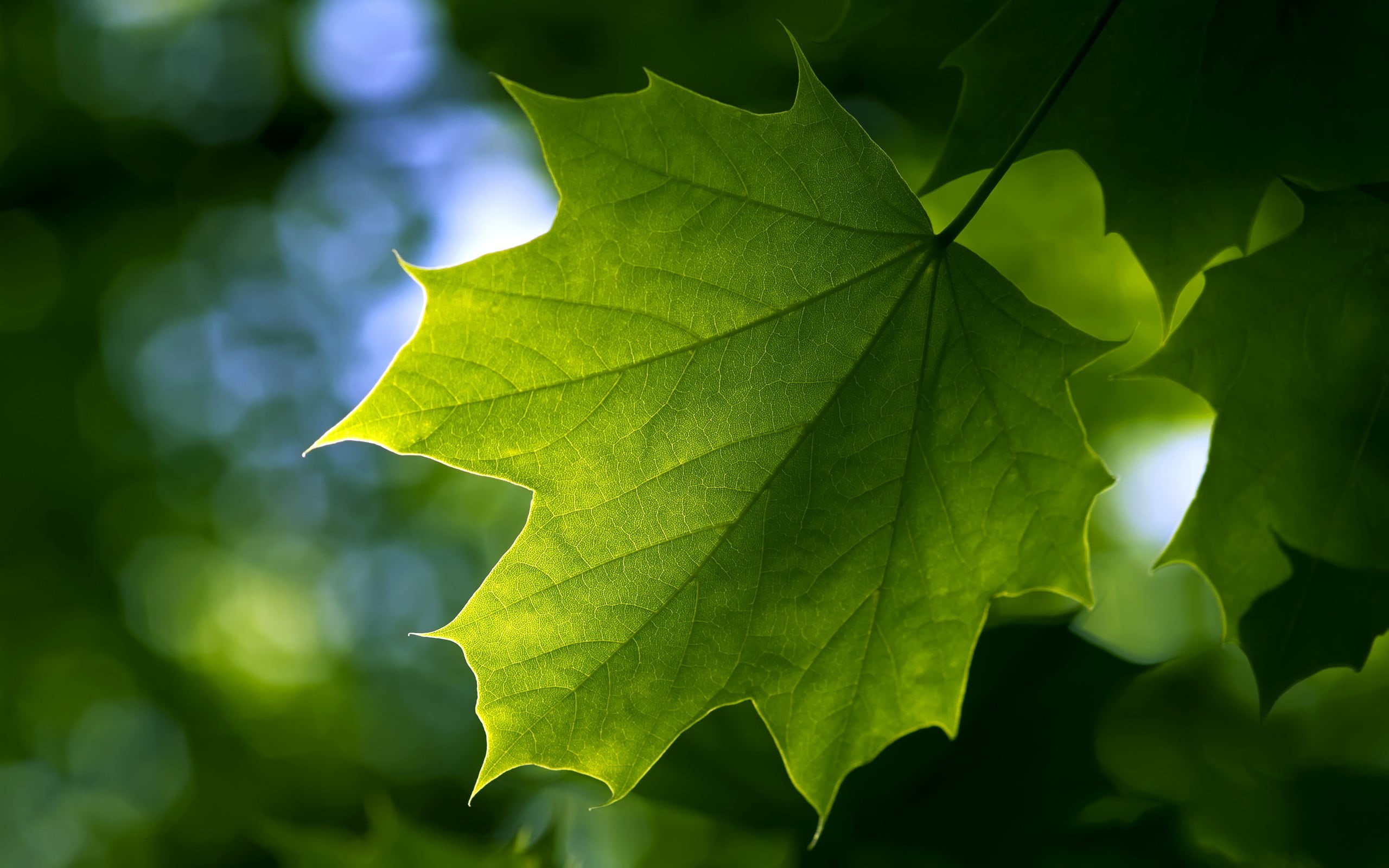 tree, no people, selective focus, macro, day, plant part, sunlight, growth, green, leaves, tranquility, maple leaf, outdoors, focus on foreground, green color, HD Wallpaper
