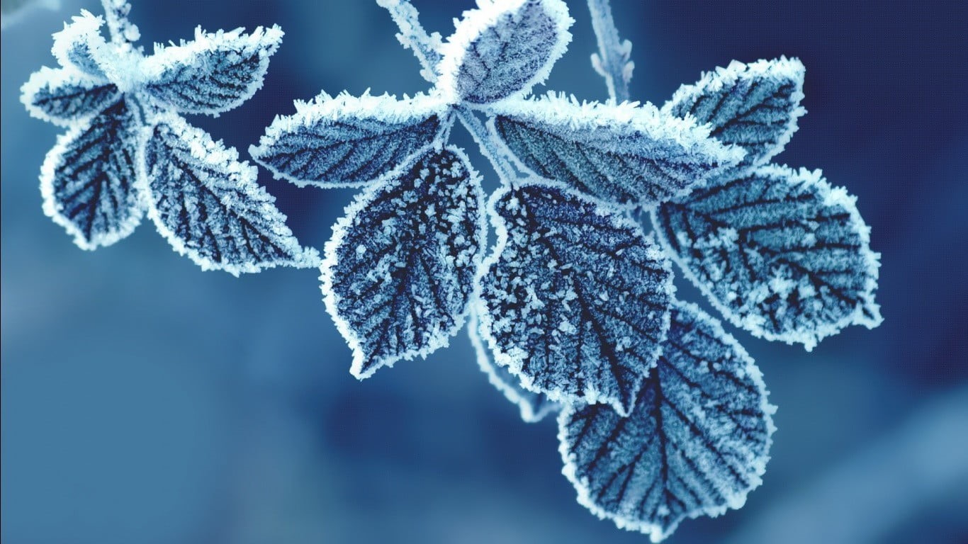 weather, snowing, 720P, twig, beauty In Nature, holiday, branch, leaf, leafed, cold - Temperature, plants, frozen water, focus on foreground, freshness, HD Wallpaper