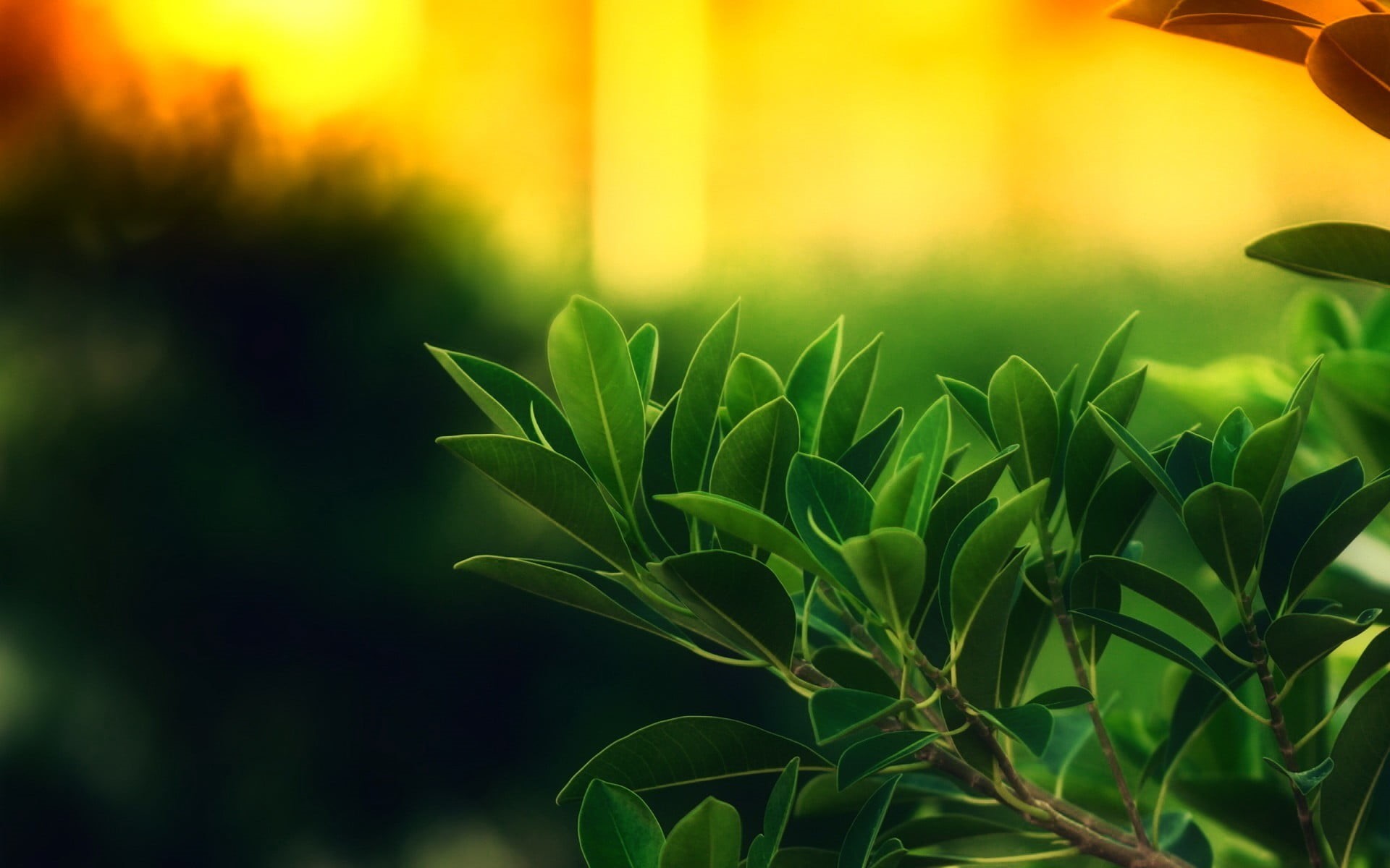 crop, green color, leaf, day, agriculture, field, nature, leafed, plant, outdoors, focus on foreground, green, sunlight, growth, landscape, land, close-up, HD Wallpaper