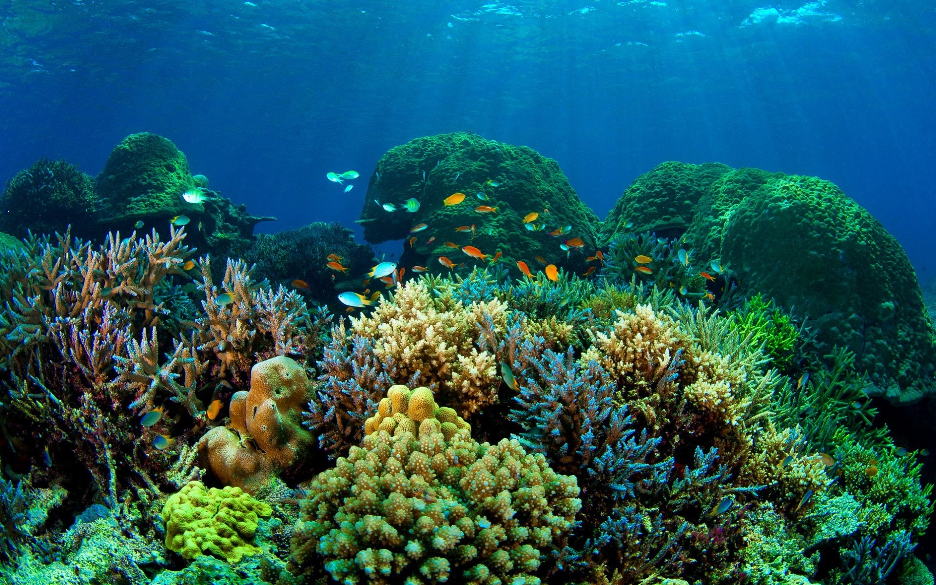 sea life, beauty in nature, purity, ocean, no people, animals in the wild, animal wildlife, animal themes, marine, underwater, 1080P, fishes, sea, fish, HD Wallpaper