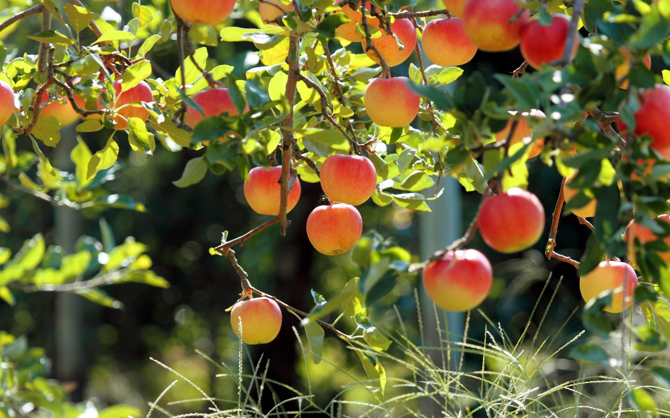 Fruit, Tree, Garden, Fresh, Apples, Apple, 2K, HD Wallpaper