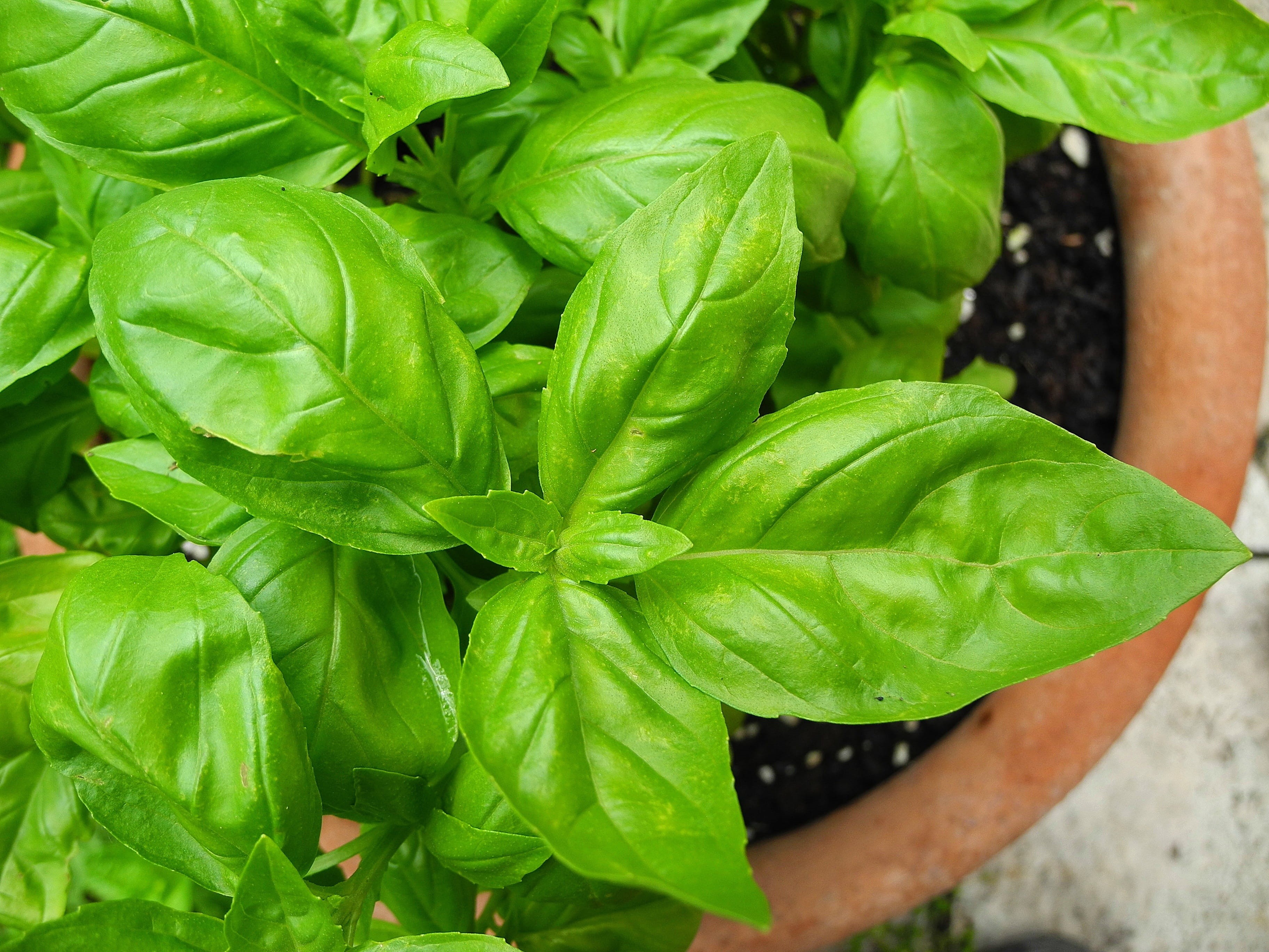 close-up, herb, herbs, outdoors, beauty in nature, green, human hand, day, green Color, one person, Basil, organic, leaves, food And Drink, freshness, agriculture, HD Wallpaper
