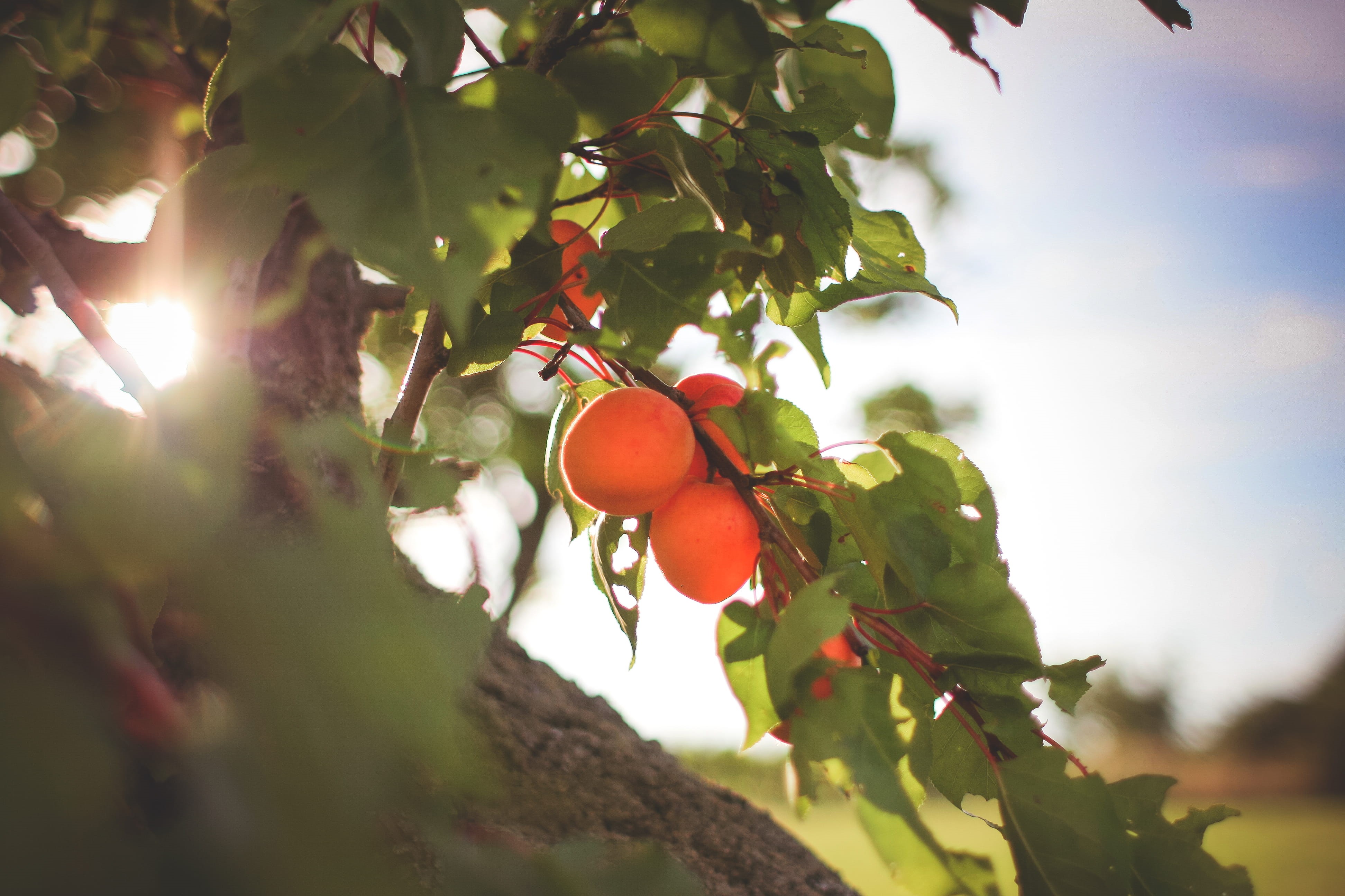growth, plant part, fruits, ripe, 4K, beauty in nature, sunlight, orange, food and drink, branch, plant, peach, wellbeing, foodie, low angle view, Fresh, HD Wallpaper