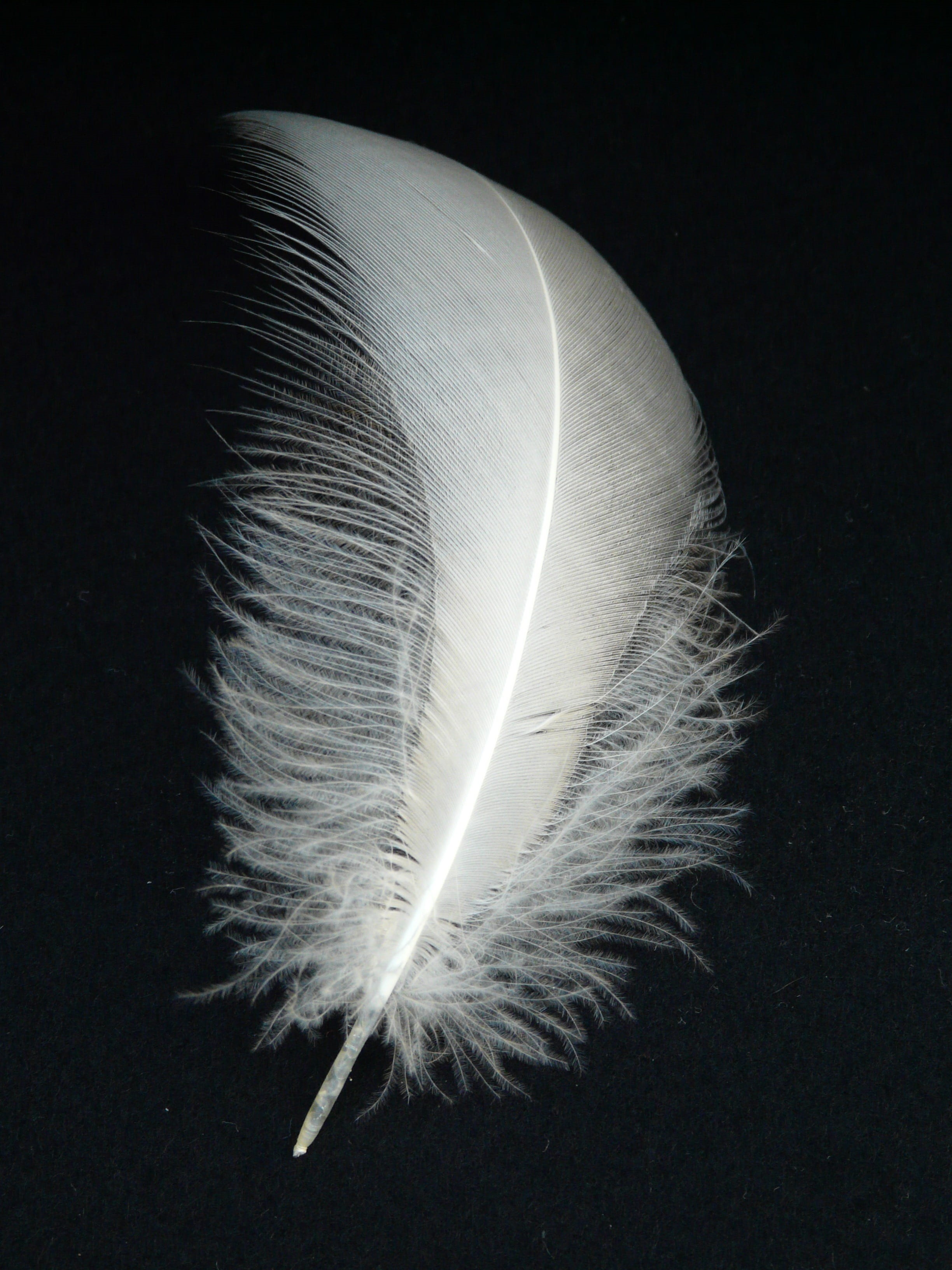 slightly, white, fluffy, close-up, fly, indoors, bird feather, black color, black background, single object, softness, nature, feather, still life, swan, Phone HD Wallpaper