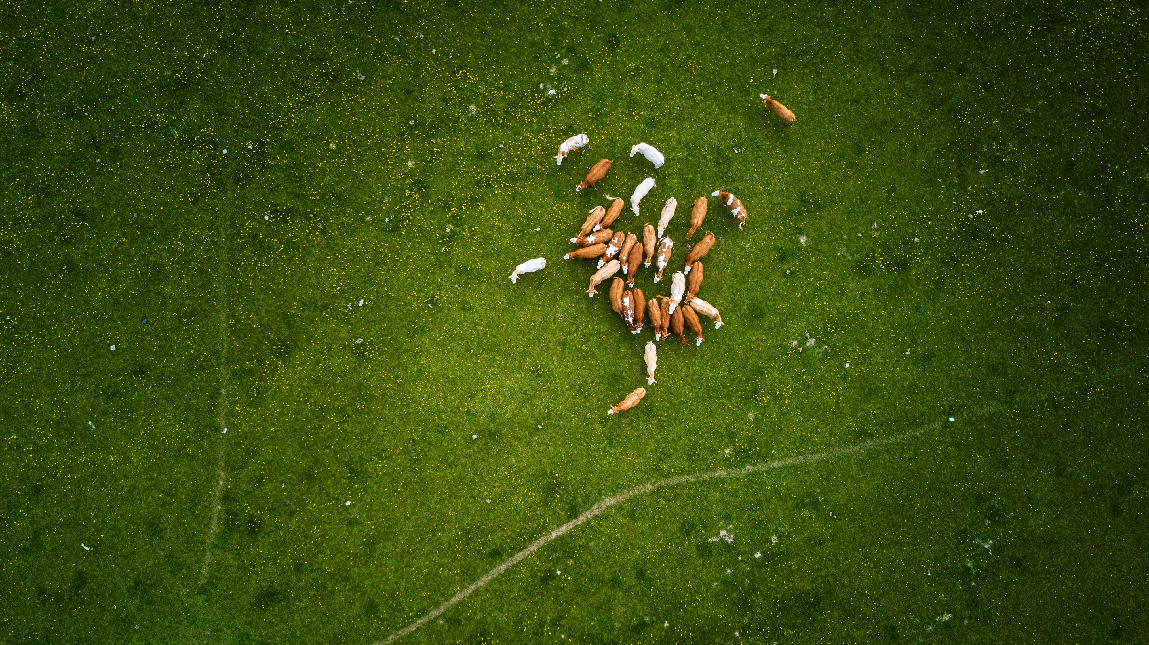 drone cam, plant, group of animals, pets, nature, drone, vertebrate, cow, herd, farm, day, from above, green, no people, white, animal, domestic, field, HD Wallpaper