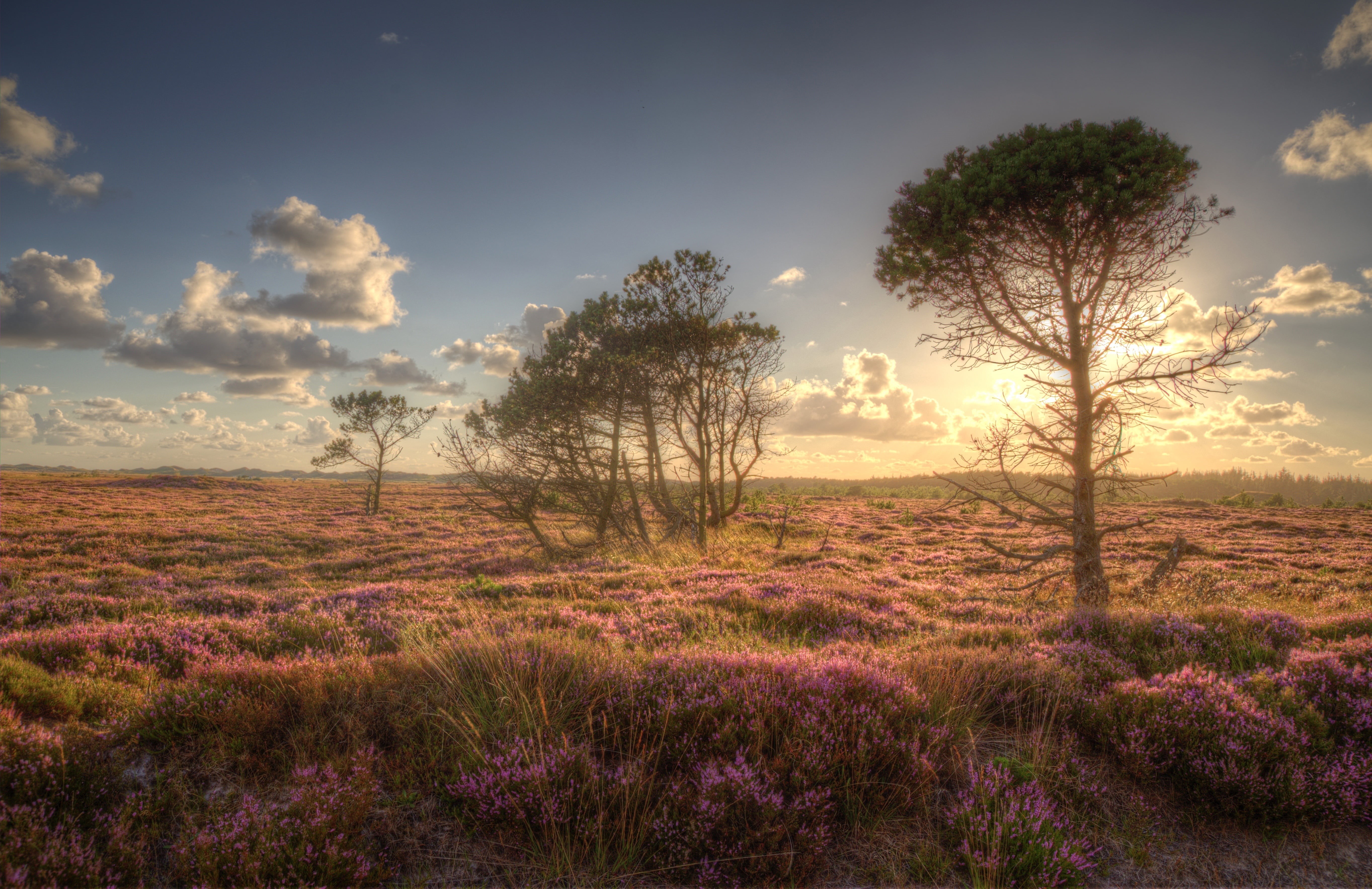 processing, hour, nature, trees, Jylland, Bruyère, golden, Hemel, Canon, Lumière, Tree, golden hour, sky, field, outdoors, Coucher de soleil, Colours, Hede, HD Wallpaper