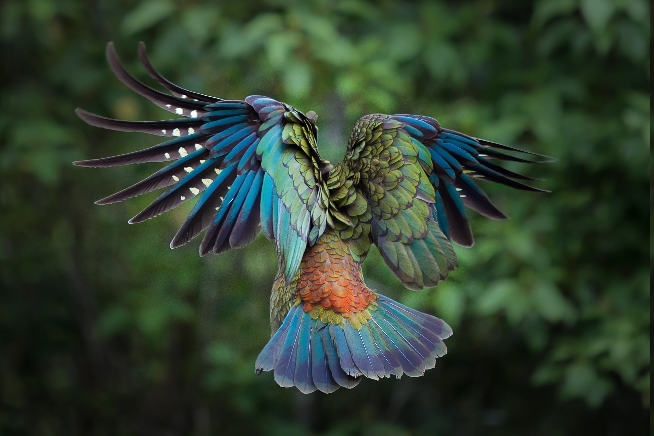 animal, nature, spread wings, vertebrate, 2K, focus on foreground, animal themes, no people, beauty in nature, day, birds animals colorful new zealand parrot kea feathers, HD Wallpaper