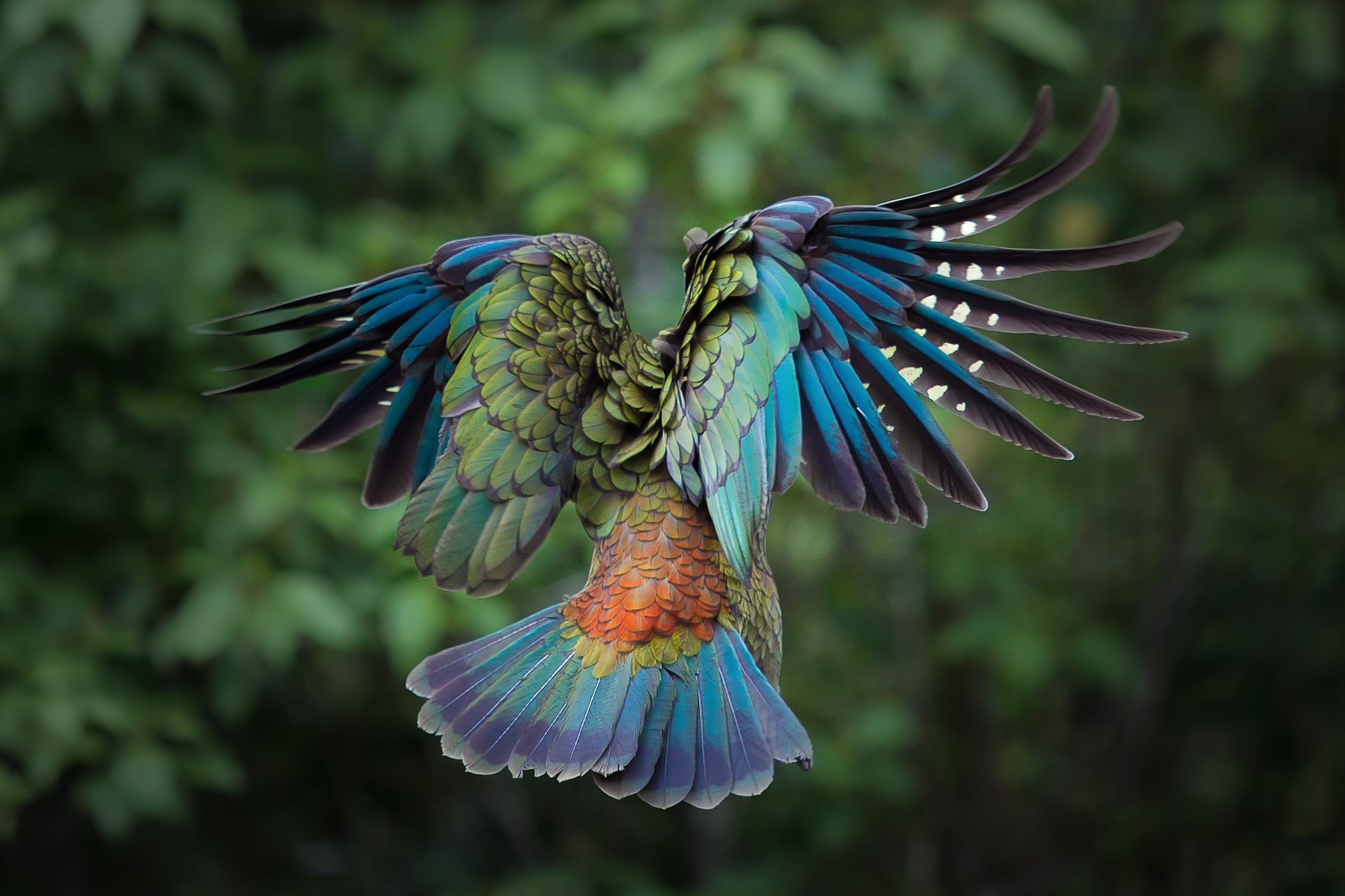 feathers, 2K, parrot, animals, kea, birds, colorful, New Zealand, HD Wallpaper