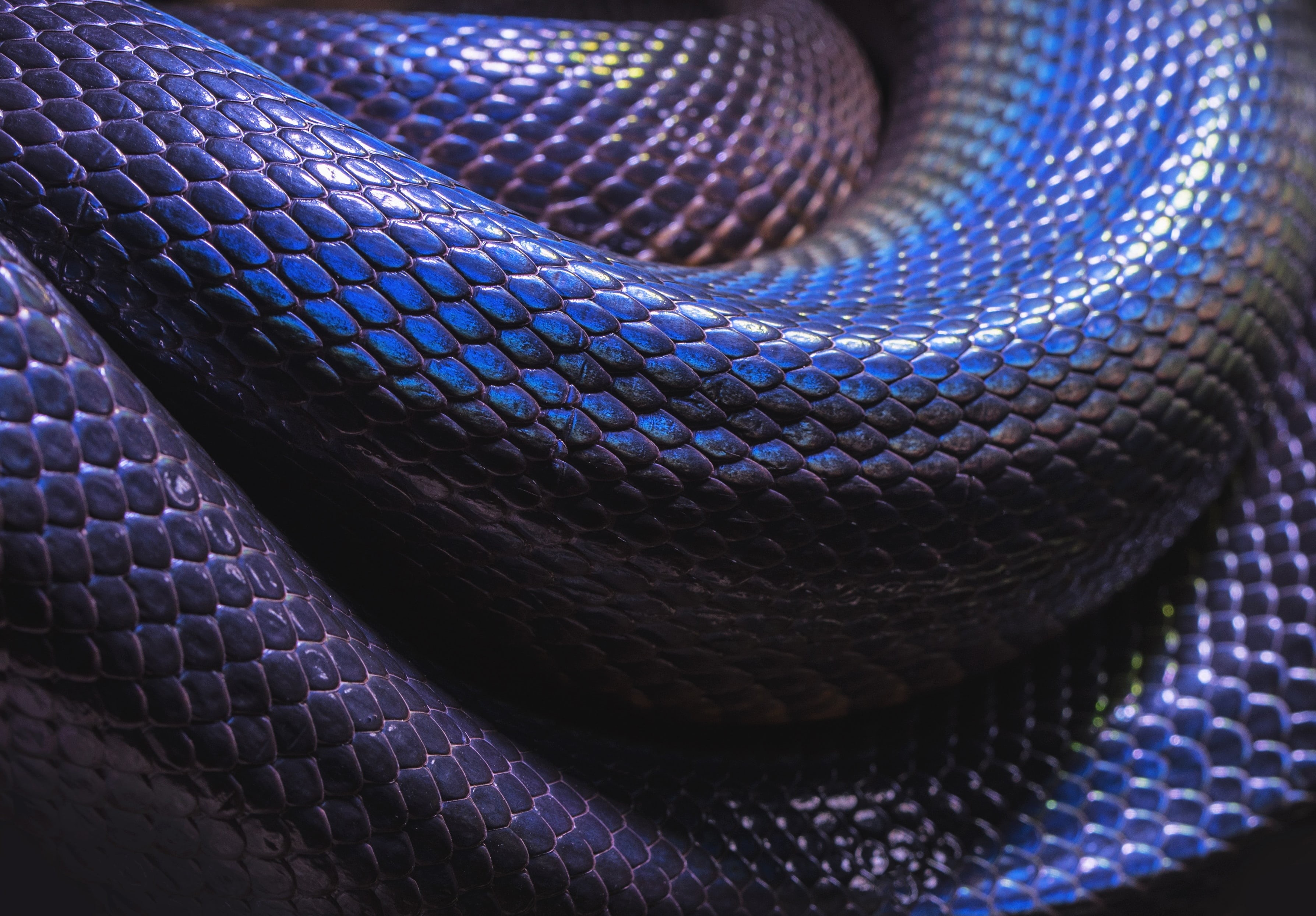 python, Python (programming), 2K, HD Wallpaper