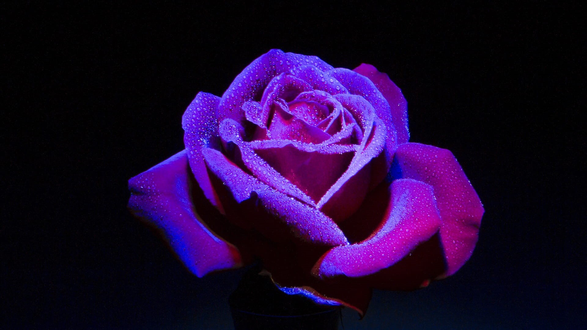 dark background, close-up, shallow, nature, 1080P, human body part, closeup photography, purple, rose - flower, indoors, blue, flowering plant, plant, HD Wallpaper