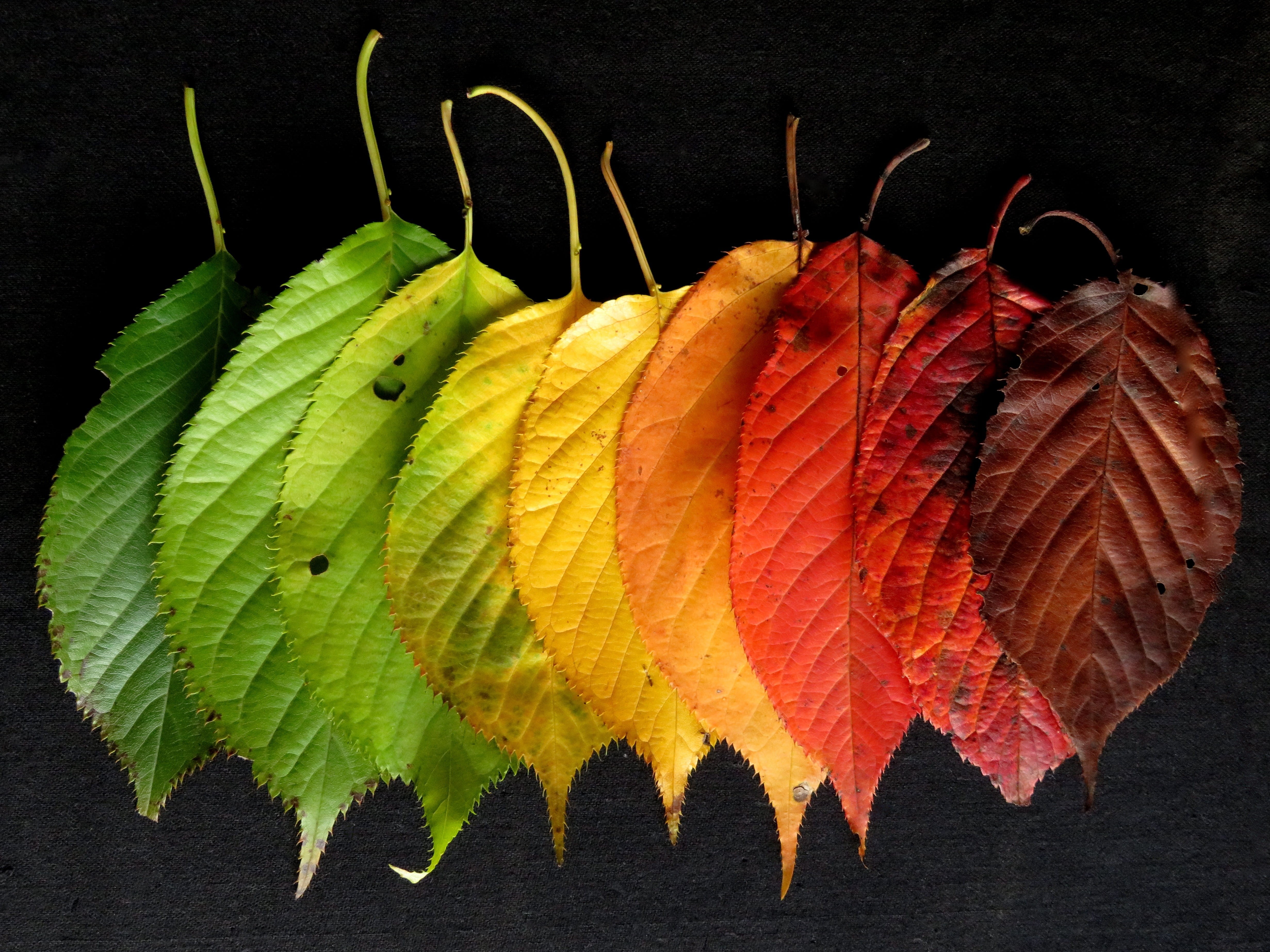 red, multi colored, rainbow, Autumn Leaves, fragility, indoors, 4K, studio shot, vulnerability, Colourful, plant part, close-up, leaves, fall, assorted, HD Wallpaper