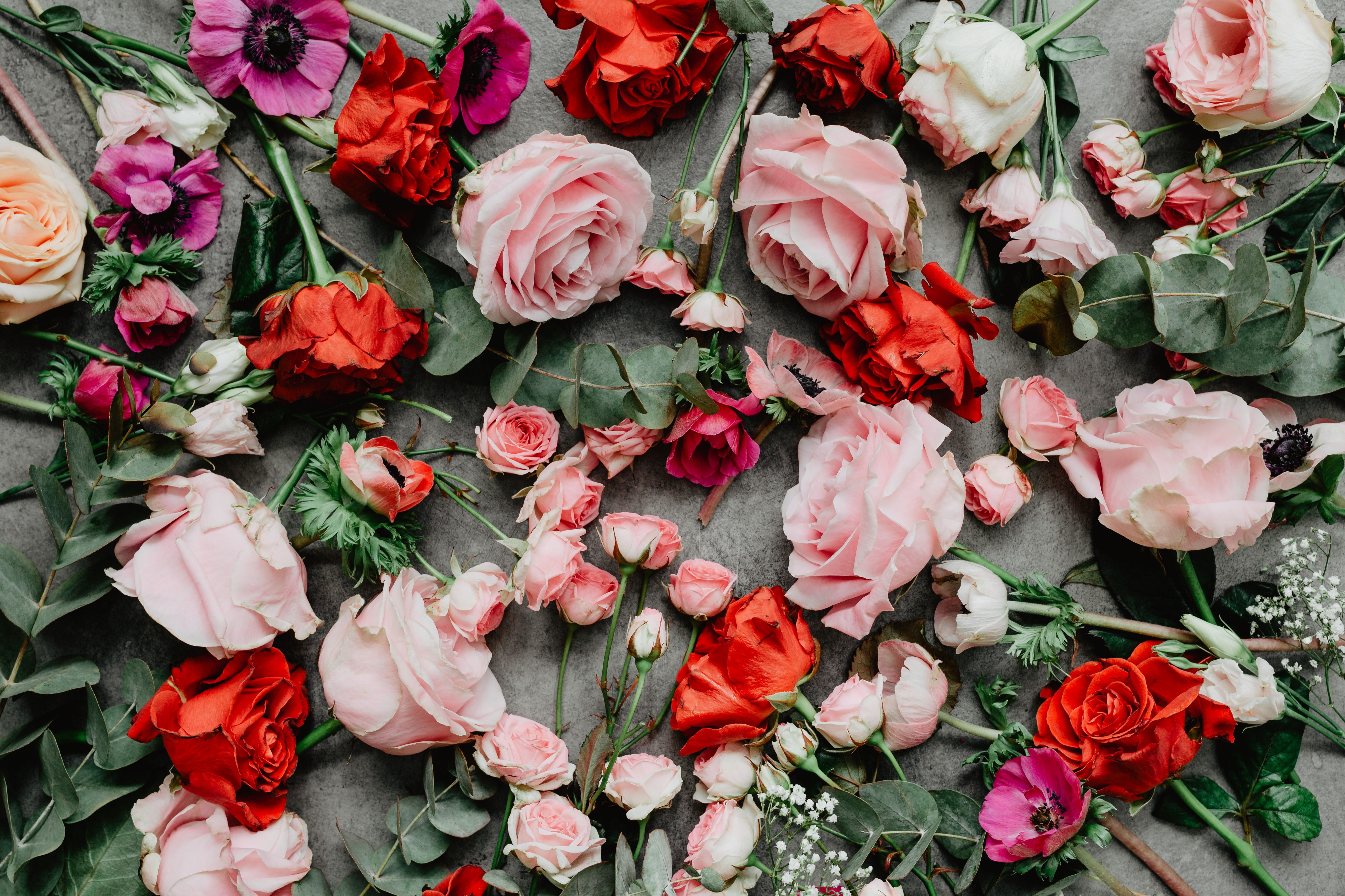 5K, no people, nature, lay, freshness, rose, lovely, background, valentines, flat, flowering plant, pink color, copyspace, rose - flower, plant part, beauty in nature, HD Wallpaper
