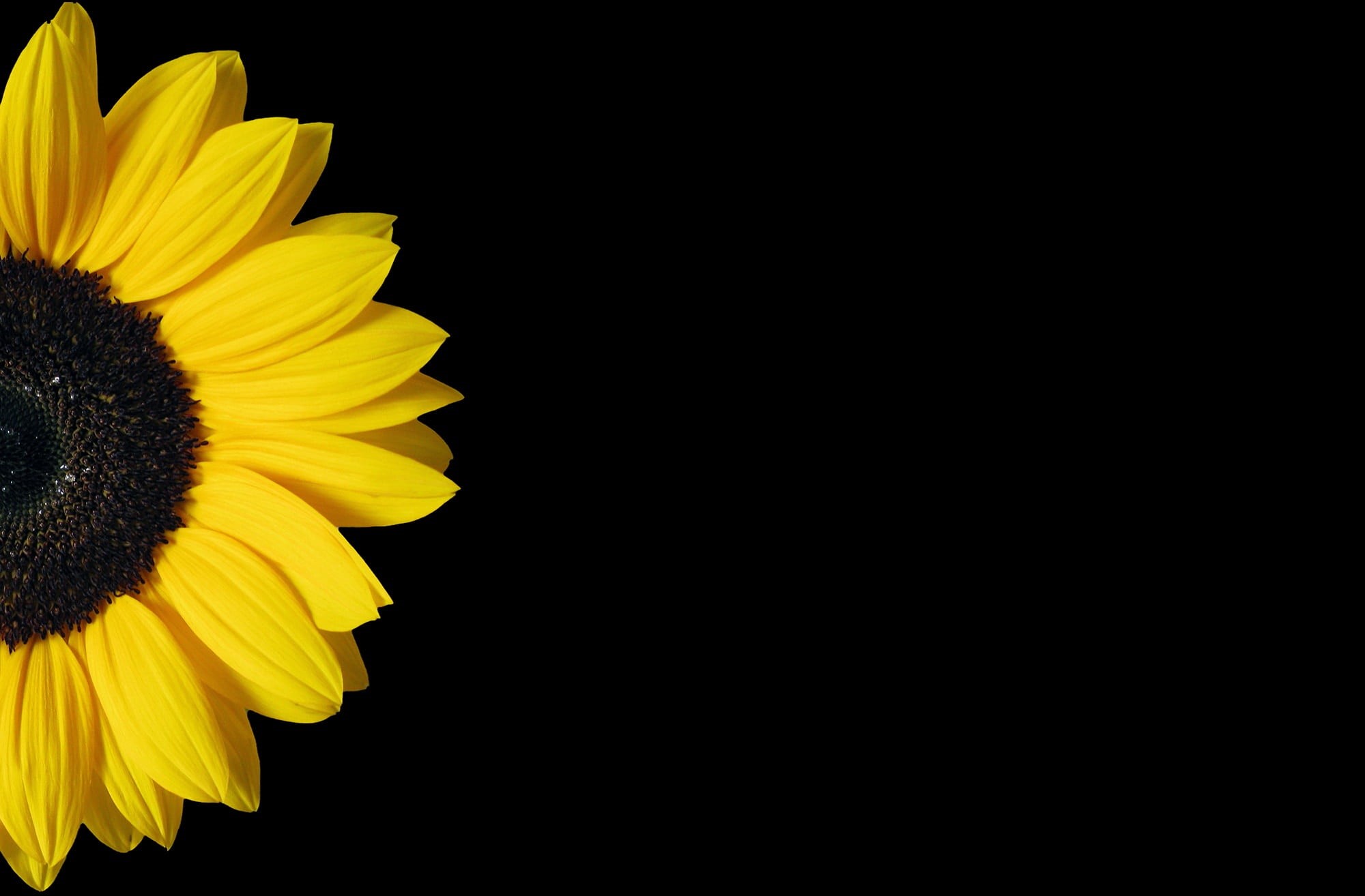 sunflower, pollen, inflorescence, flower head, indoors, blooming, 1080P, fragility, flowering plant, beauty in nature, flower, freshness, bright, background, HD Wallpaper