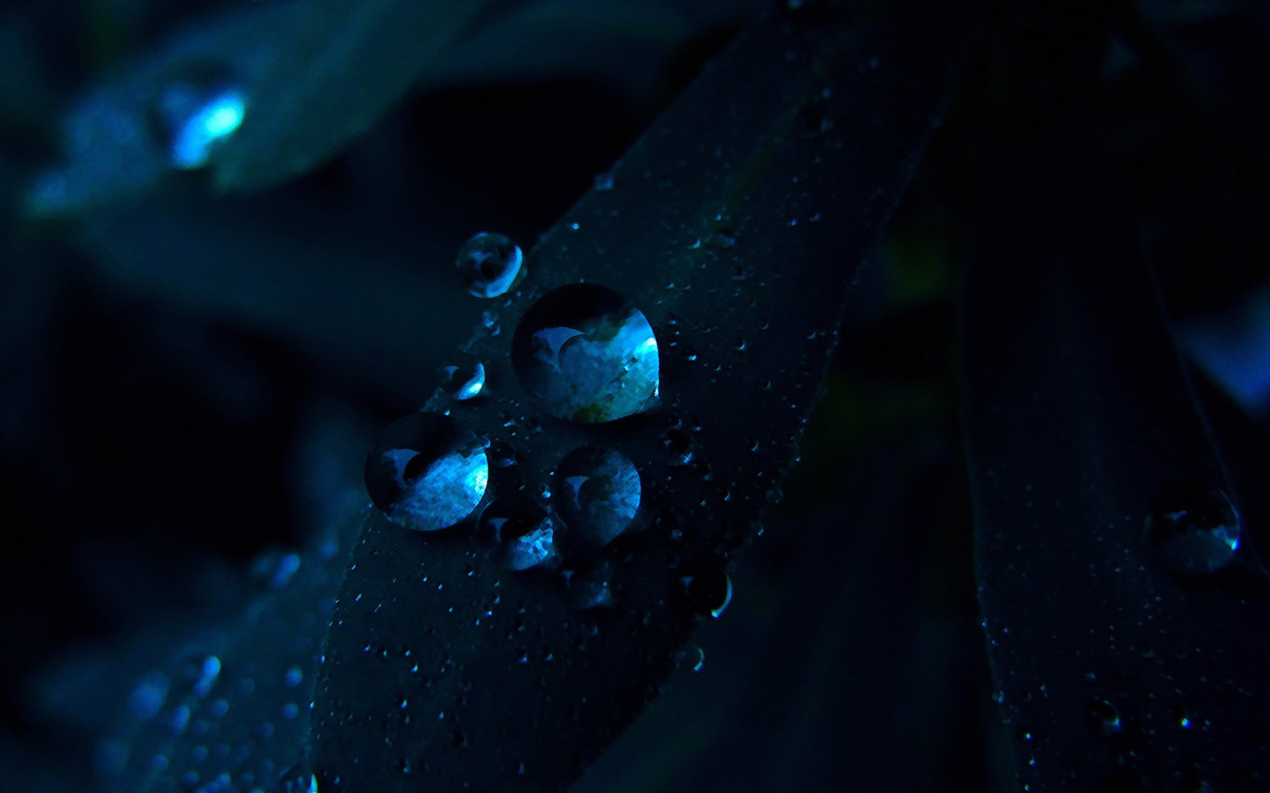 no people, close, close-up, day, photo, raindrop, plant, selective focus, rain, macro, undersea, animals in the wild, nature, water, focus on foreground, HD Wallpaper