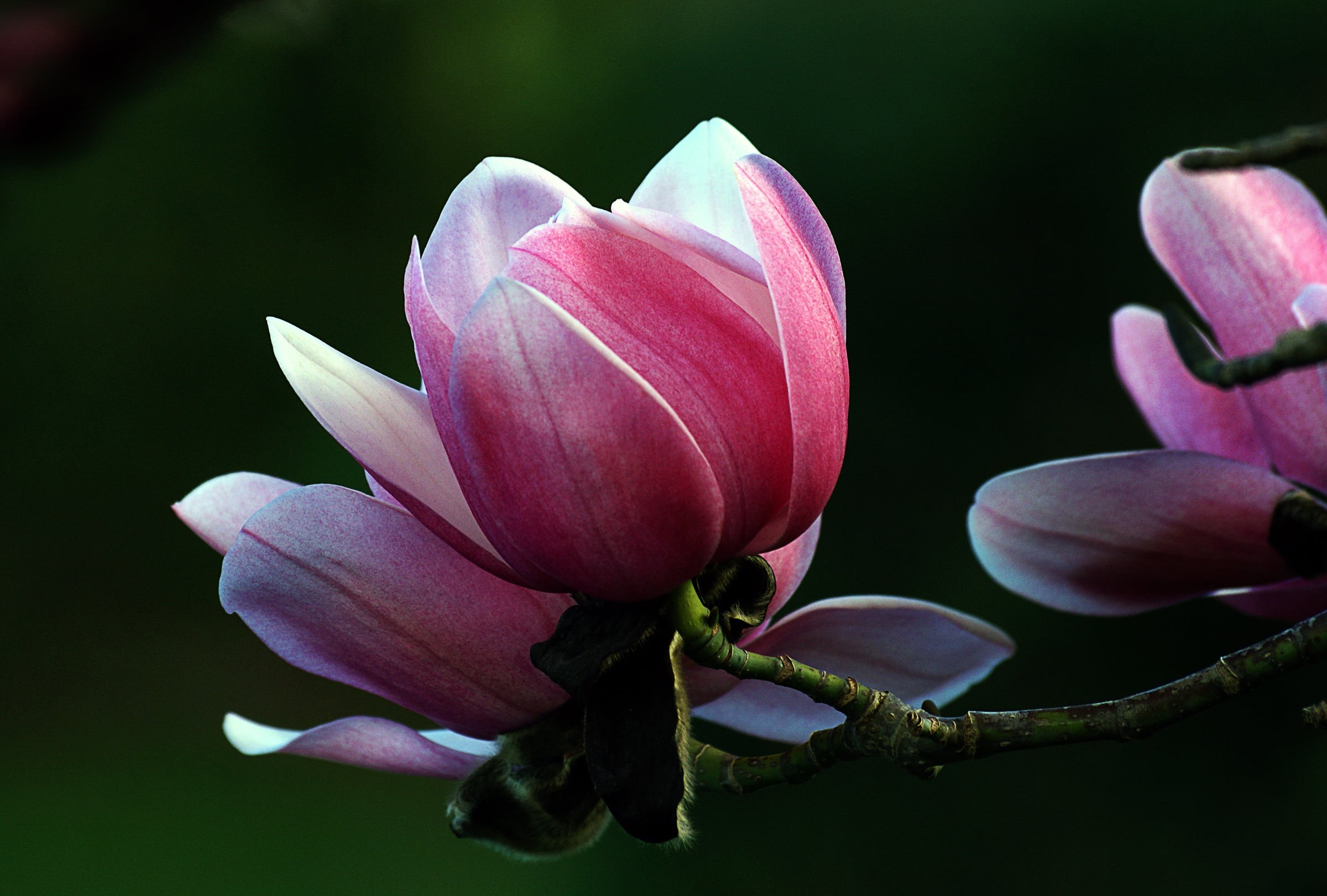 pink Color, Dedication, Blossom, Sony DSLR A300, magnolia campbellii, Public Domain, flower Head, Gardens, leaf, close-up, plant, pink, 1080P, Flowering tree, HD Wallpaper