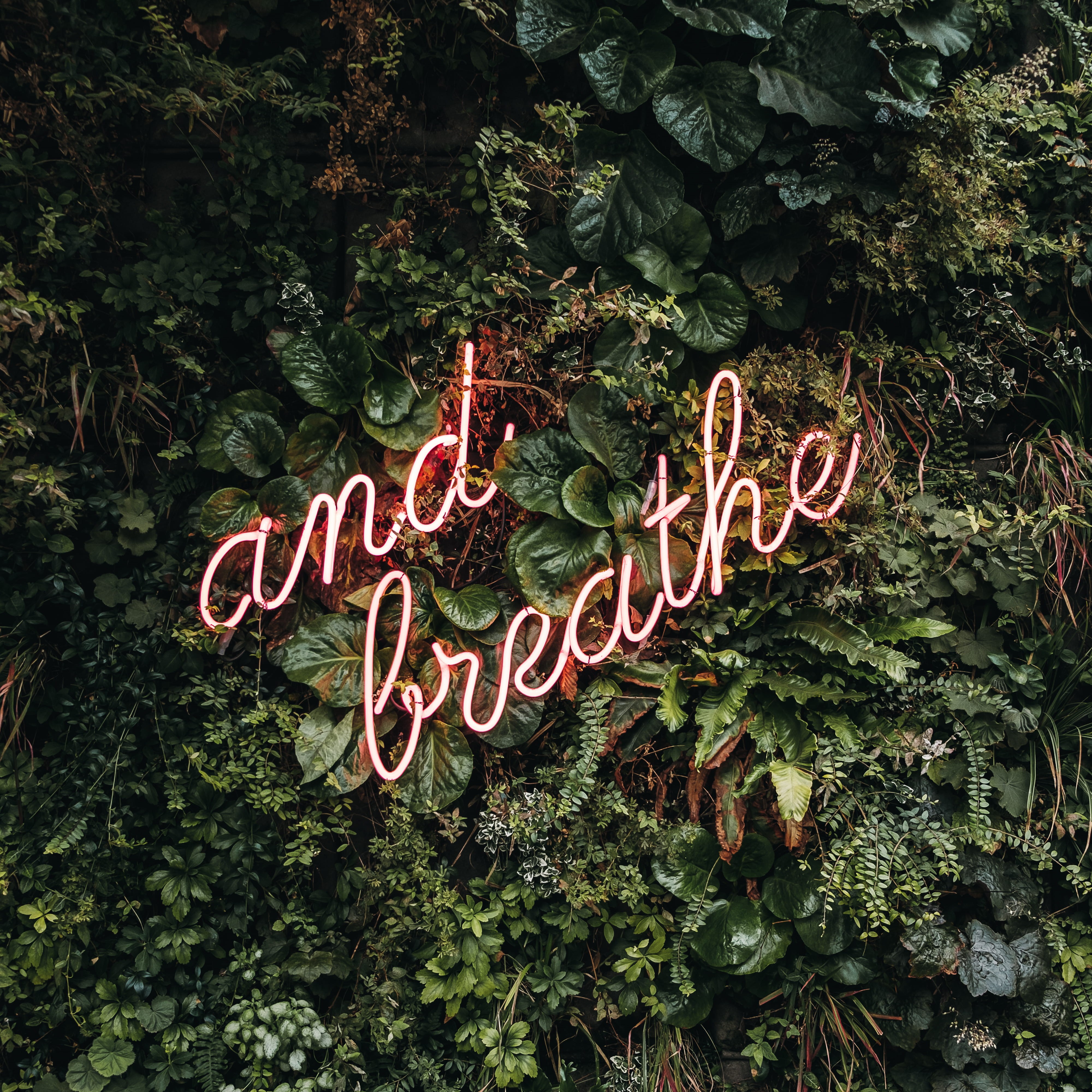 herbal, western script, message, wall, capital letter, plant, jar, 4K, no people, tree, decoration, breathe, bush, day, light, jungle, plant part, planter, Phone HD Wallpaper