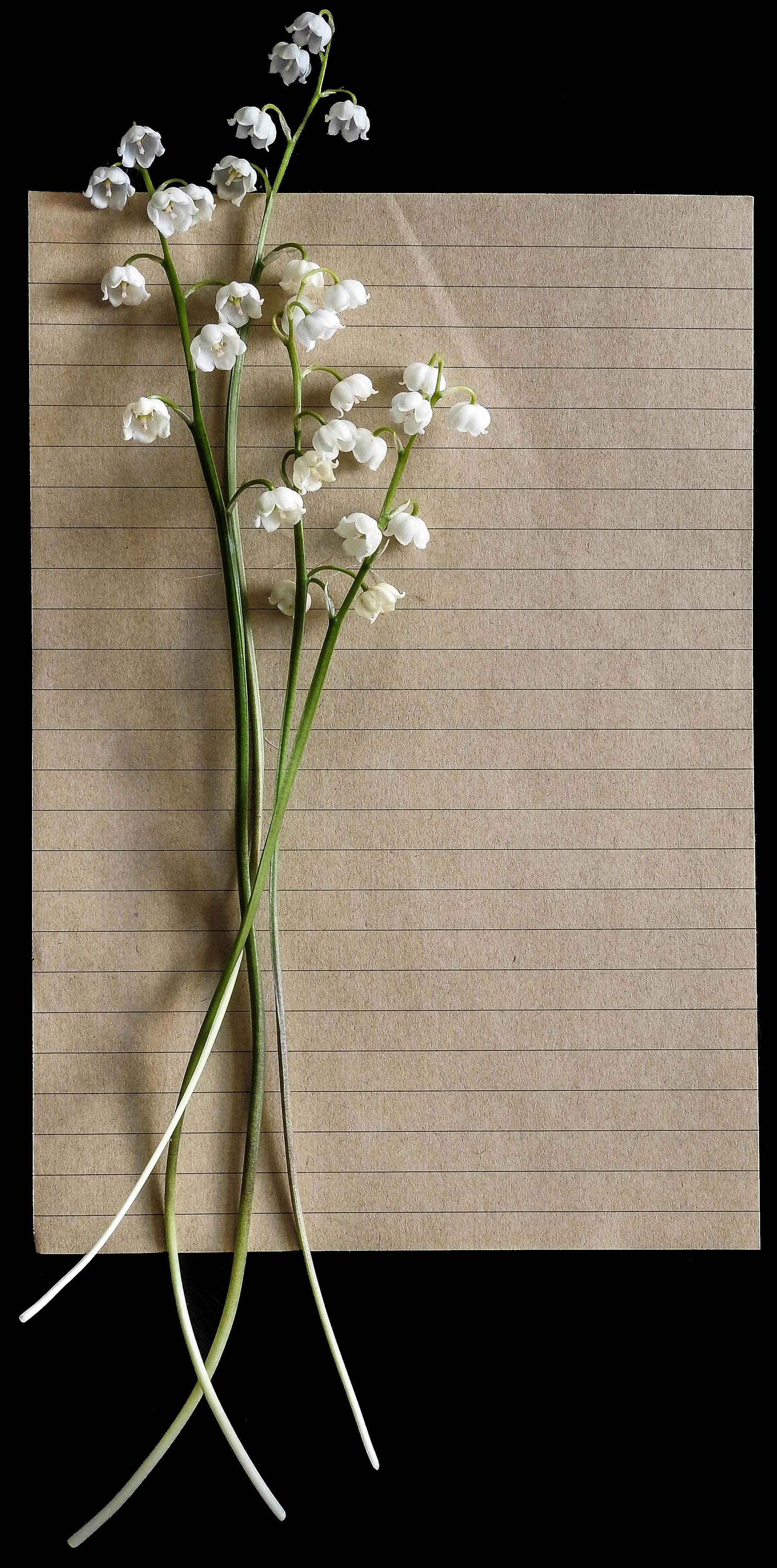 black background, beauty in nature, plant stem, greeting, freshness, template, invitation, flower, banner, flower arrangement, floral, border, natural, Phone HD Wallpaper