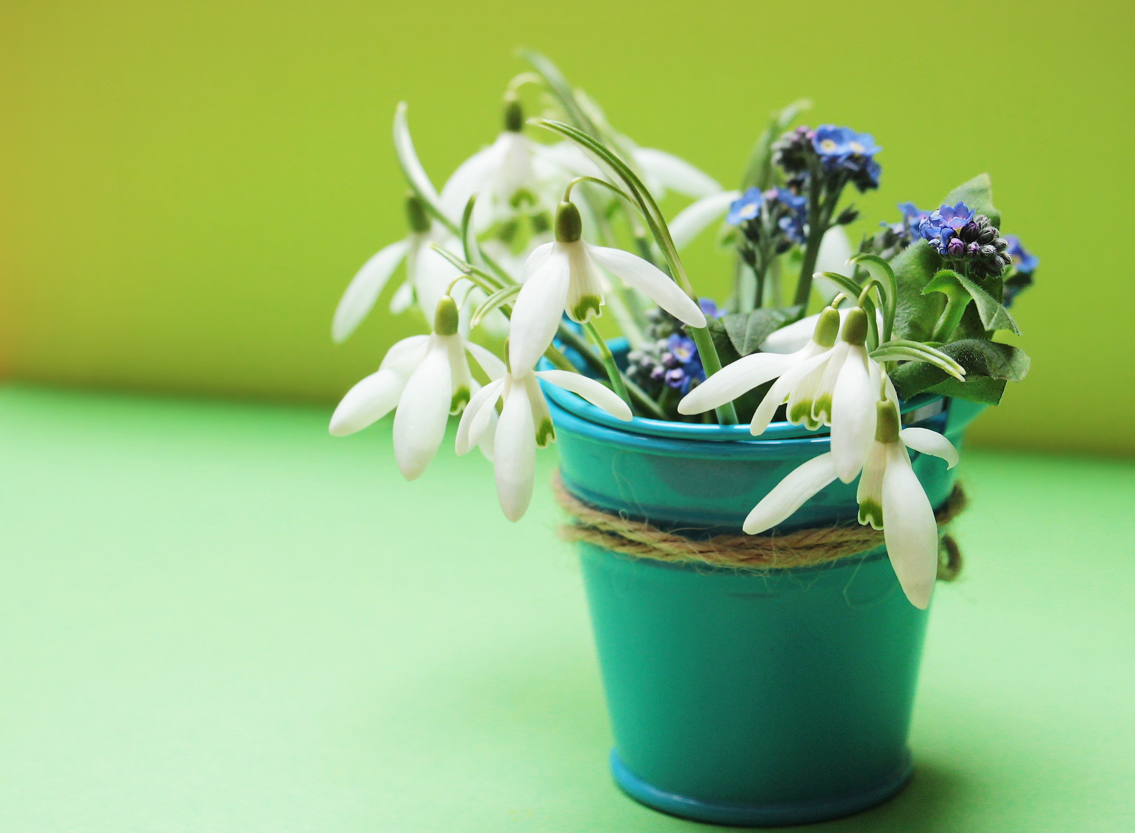 greeting card, flower pot, flowers, floral greeting, beautiful, freshness, colorful, colored background, flower head, flower arrangement, flowering plant, HD Wallpaper