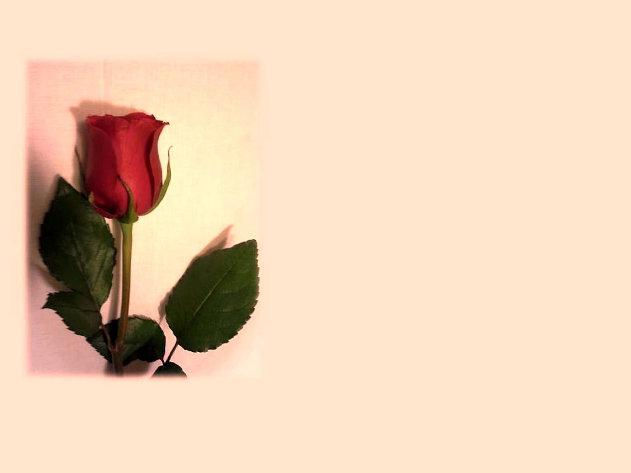 romance, mother, heart, romantic, photography, plant, no people, red, mothers day, love, celebrate, nature, beauty in nature, greeting, banner, creative, HD Wallpaper