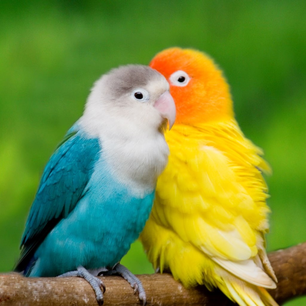 love Bird, love Bird Images, love Birds s, 480P, animal, Phone HD Wallpaper