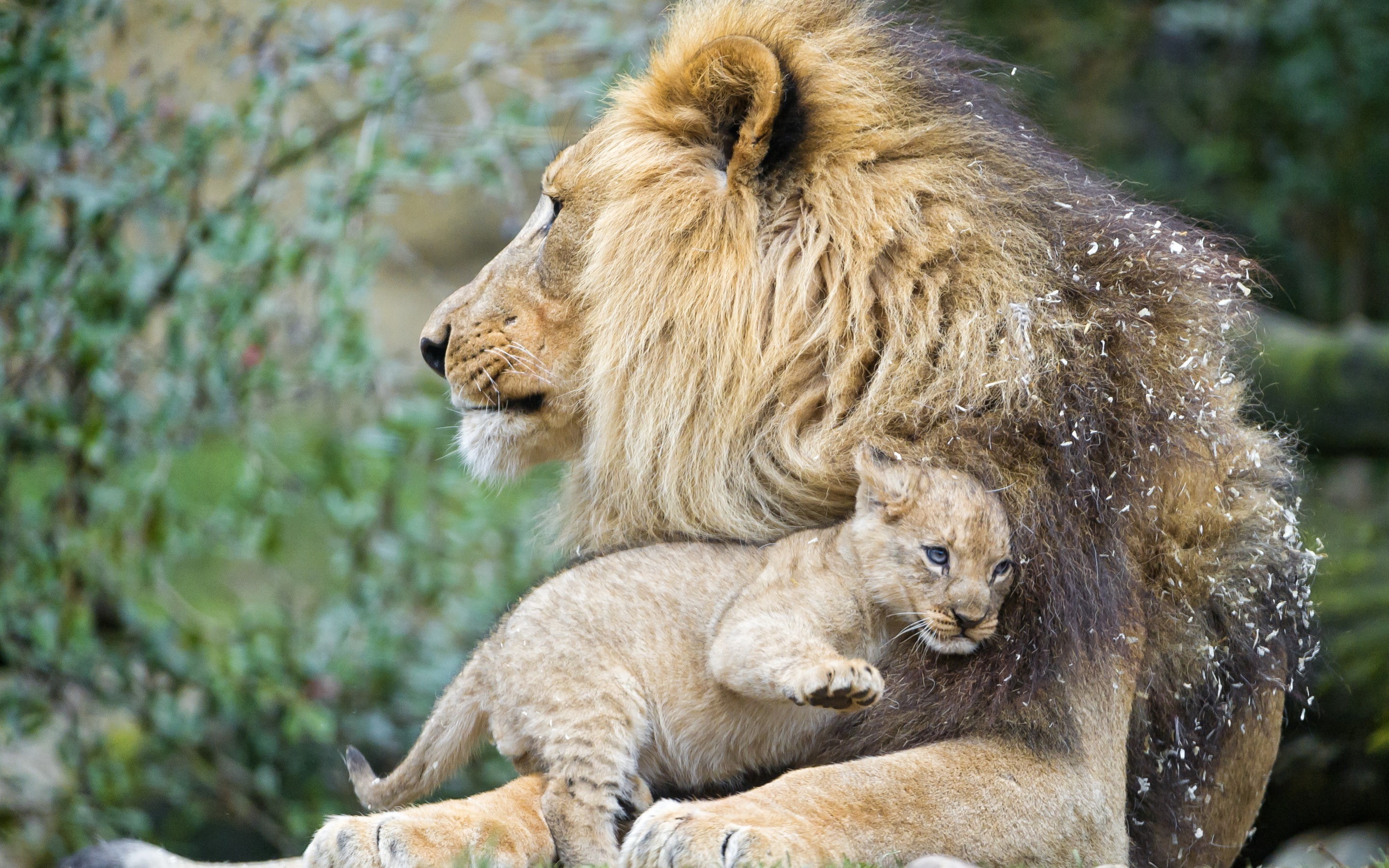 cub, © Tambako The Jaguar, Love, lion, lions, kitten, Cat, lioness, 2K, s, Amazing Animals, HD Wallpaper