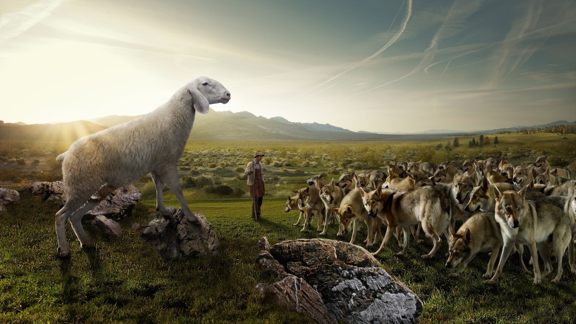 entertainment, art, sheep, funny, 1080P, hd, wolves, HD Wallpaper