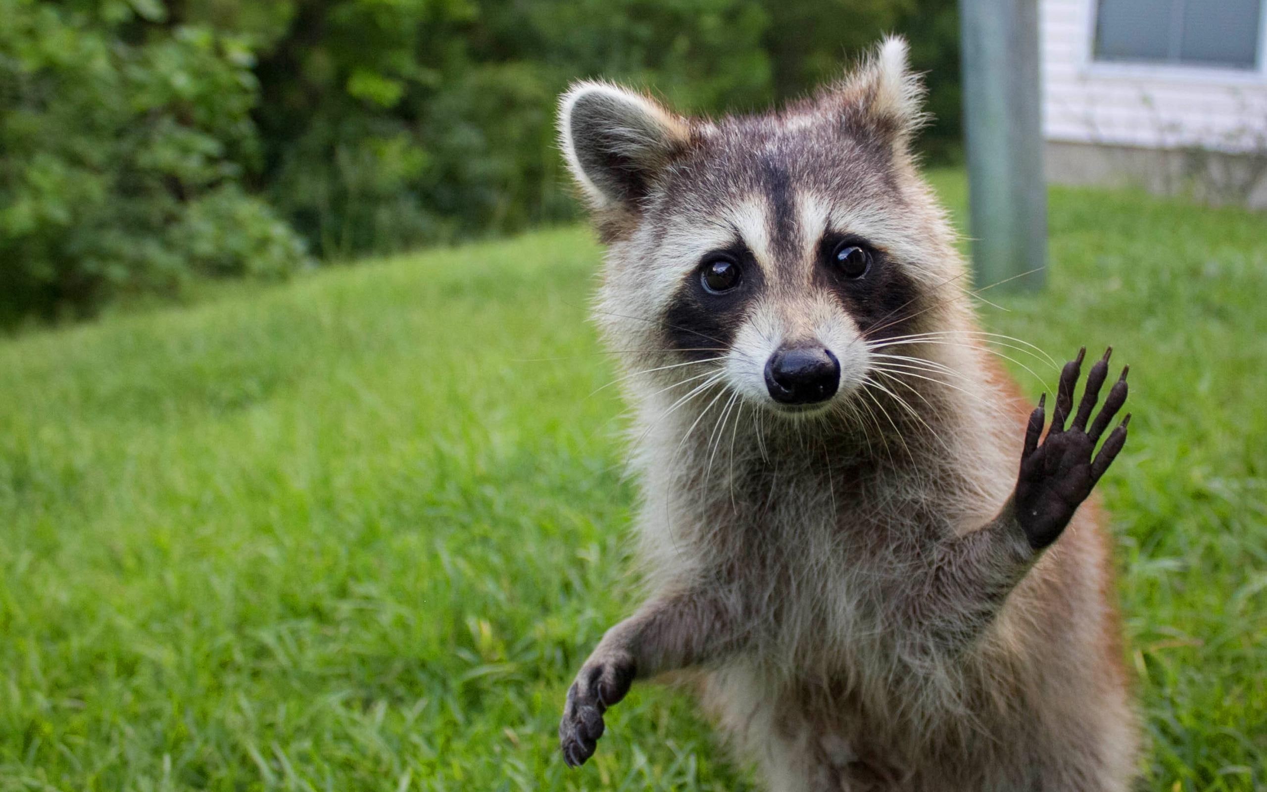 raccoon, 2K, funny, cute, animal, HD Wallpaper