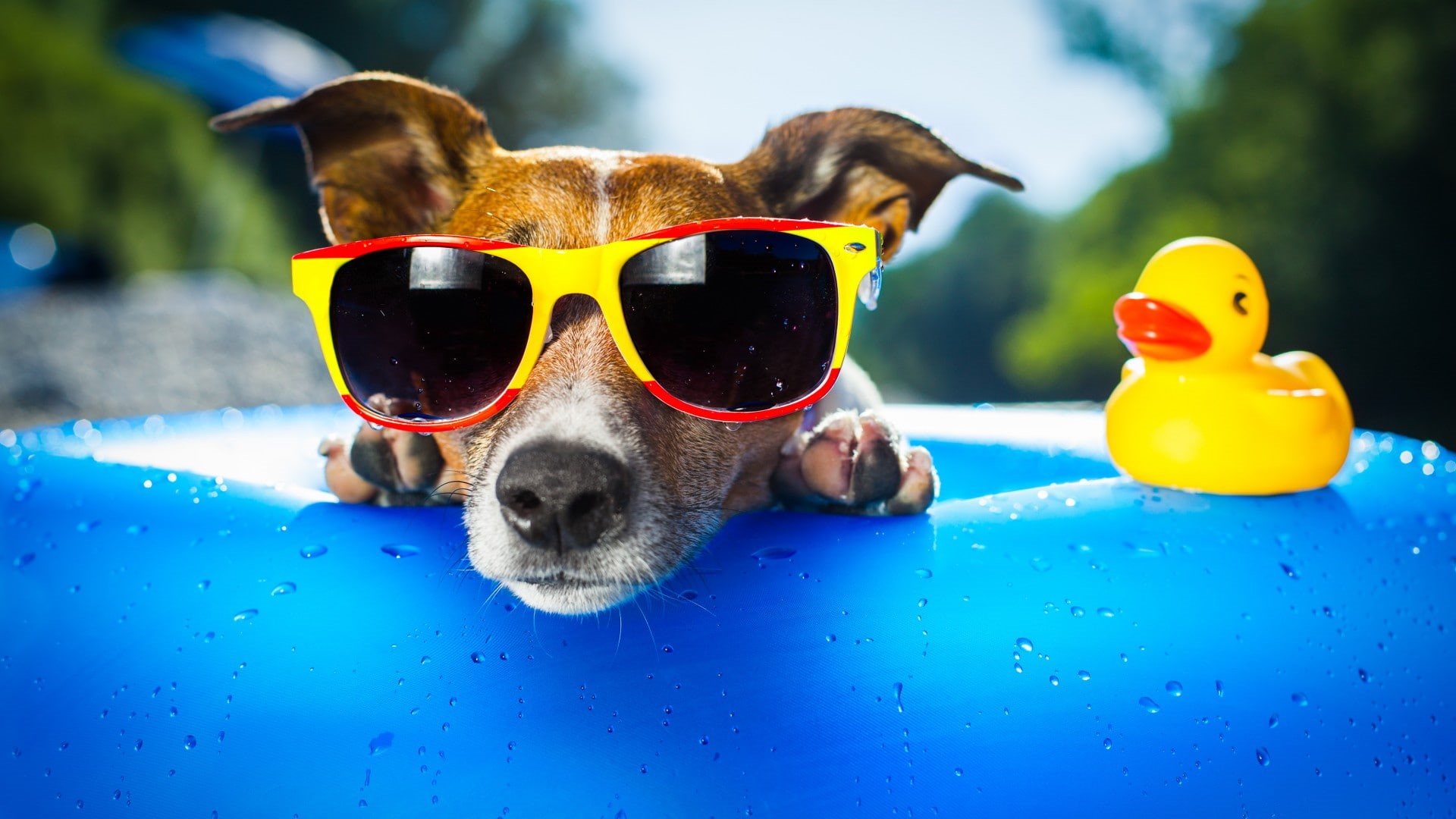 funny, sunglasses, animal, dog, 1080P, toy, cute, yellow duck, yellow, duck, HD Wallpaper