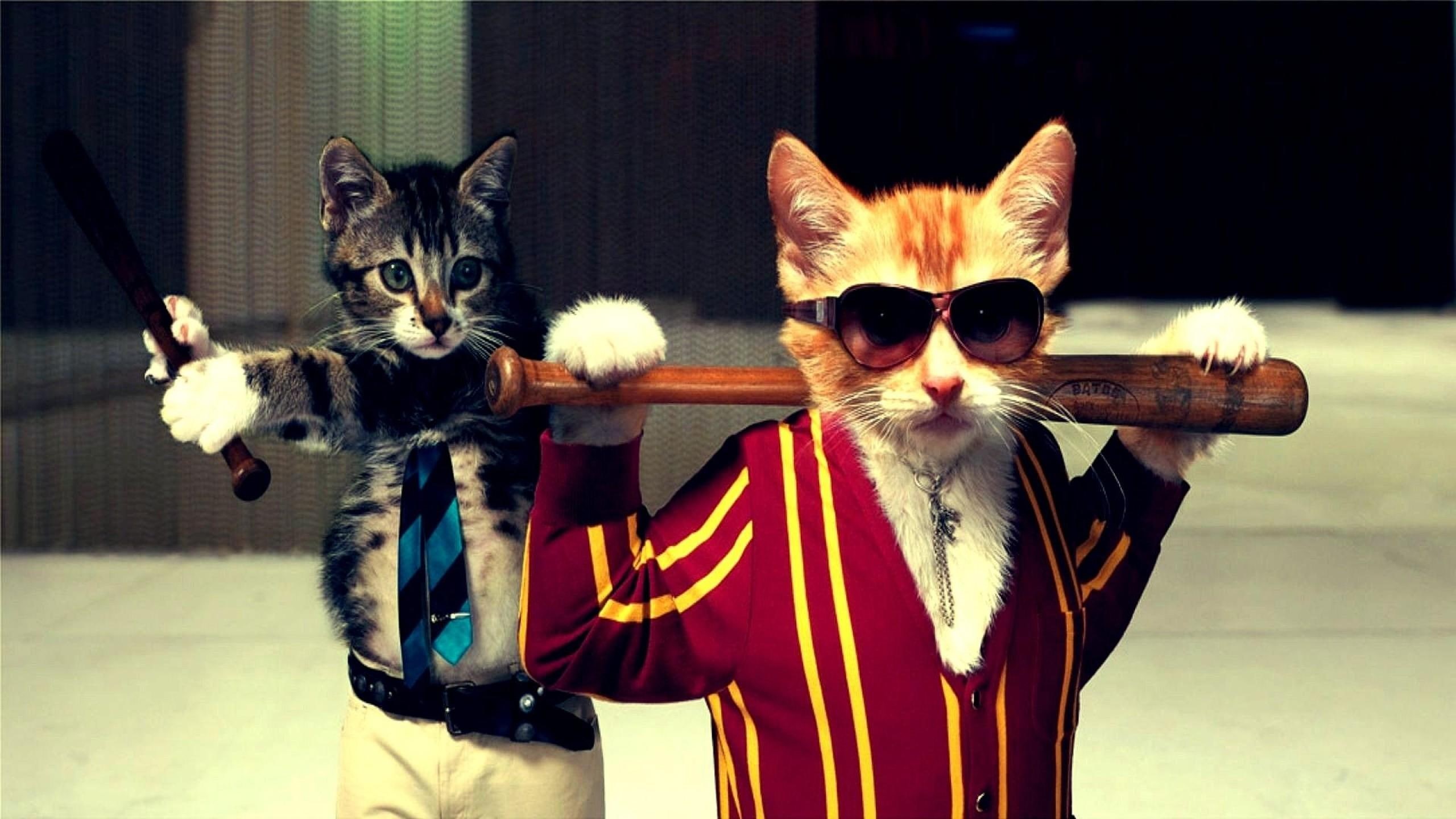 funny, cats, 2K, HD Wallpaper