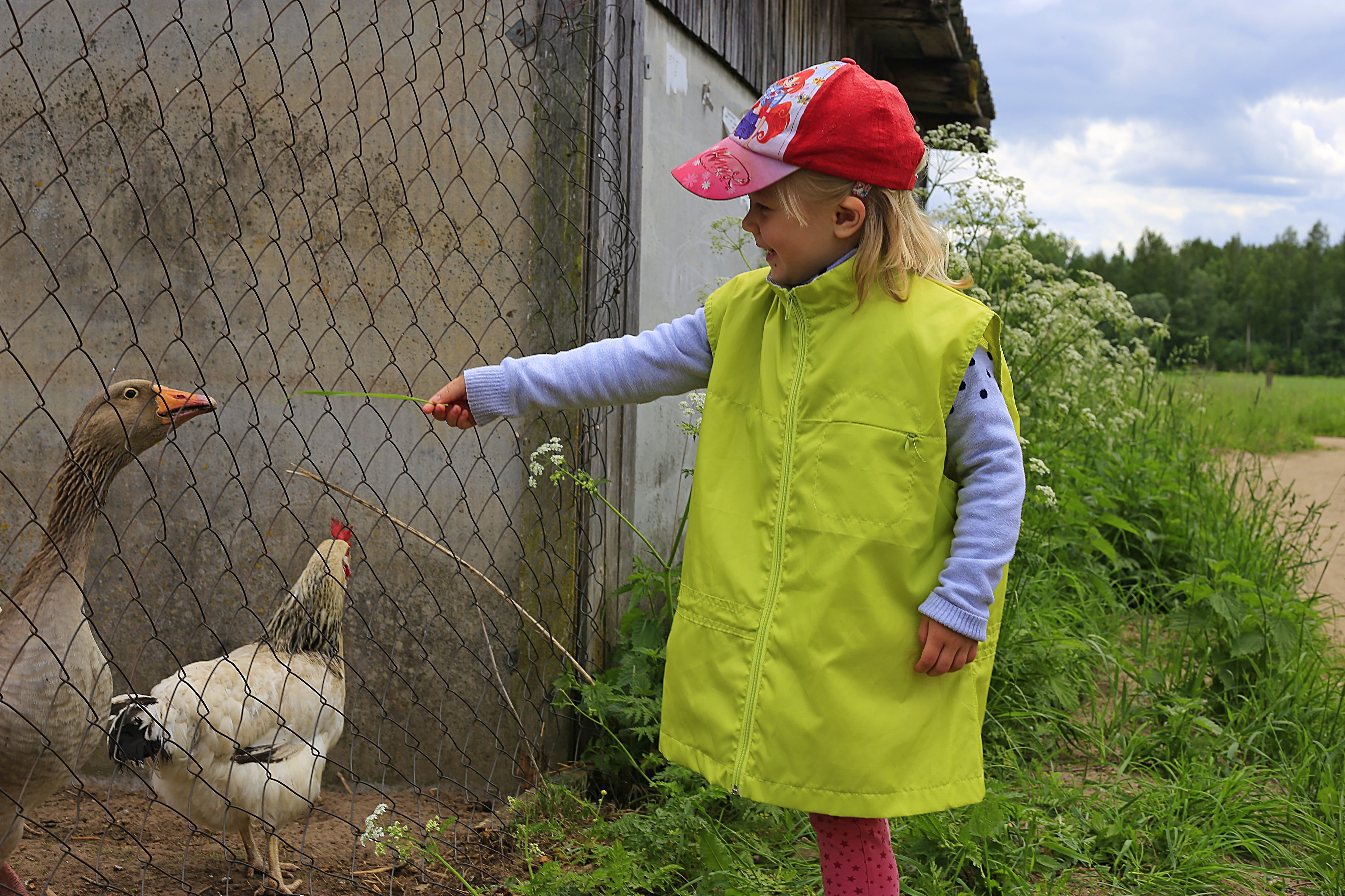 child, fun, standing, clothing, feeding, real people, friendship, 5K, one person, animals in nature, vertebrate, nibbles, the joy of fellowship, women, HD Wallpaper
