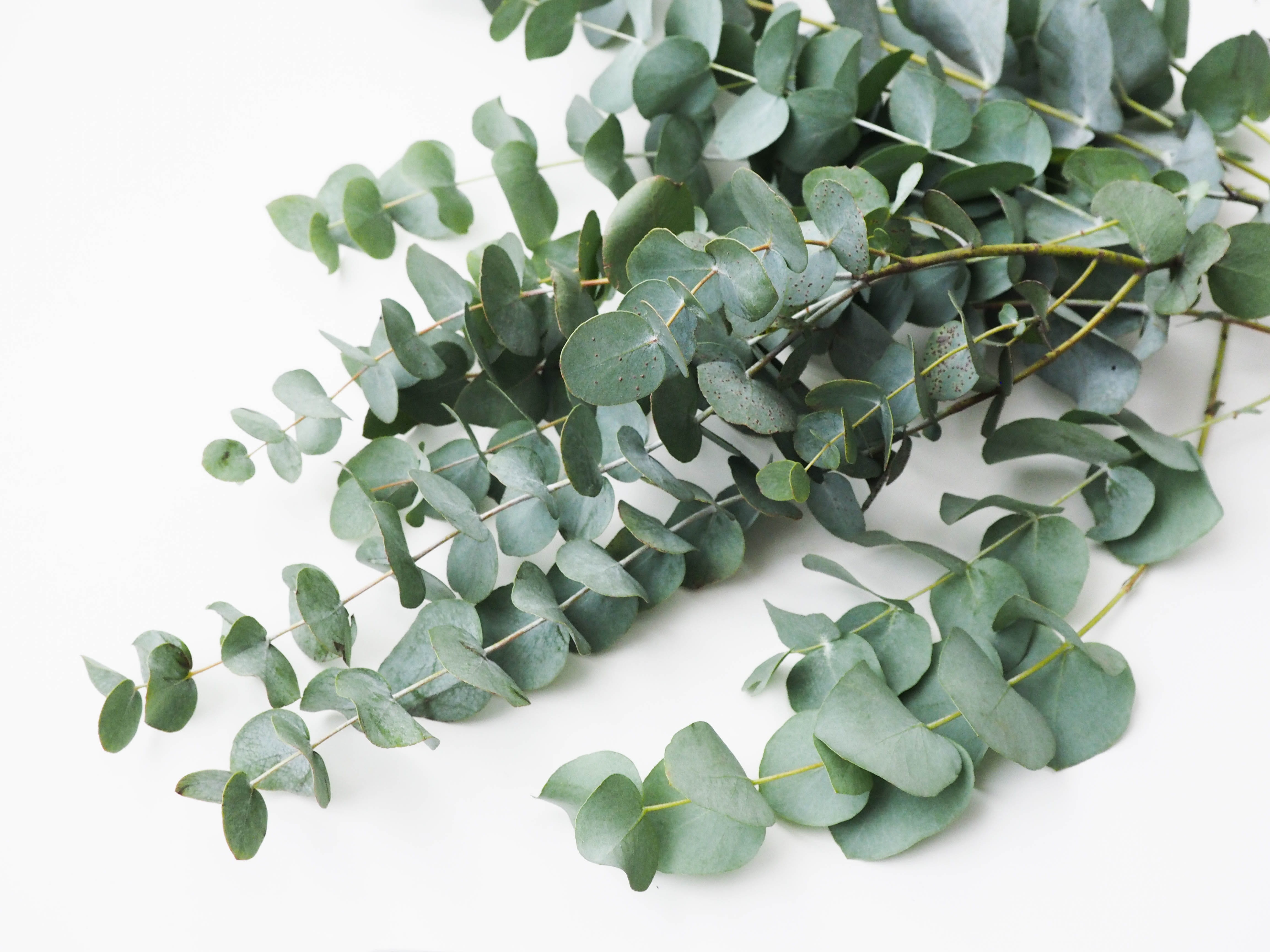 food and drink, close-up, green color, healthcare and medicine, leaves, leaf, branches, growth, studio shot, plant, high angle view, indoors, eucalyptus, HD Wallpaper